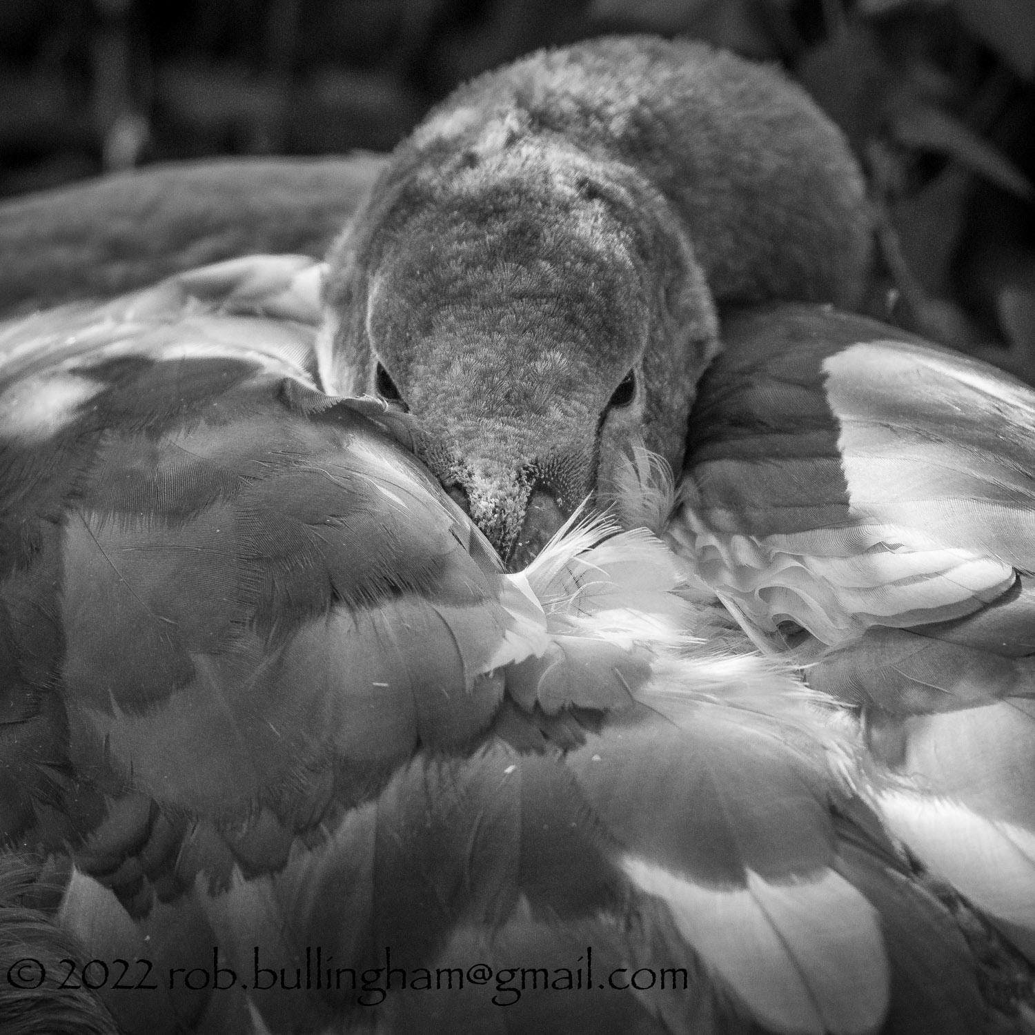 Let Sleeping Swans Lie