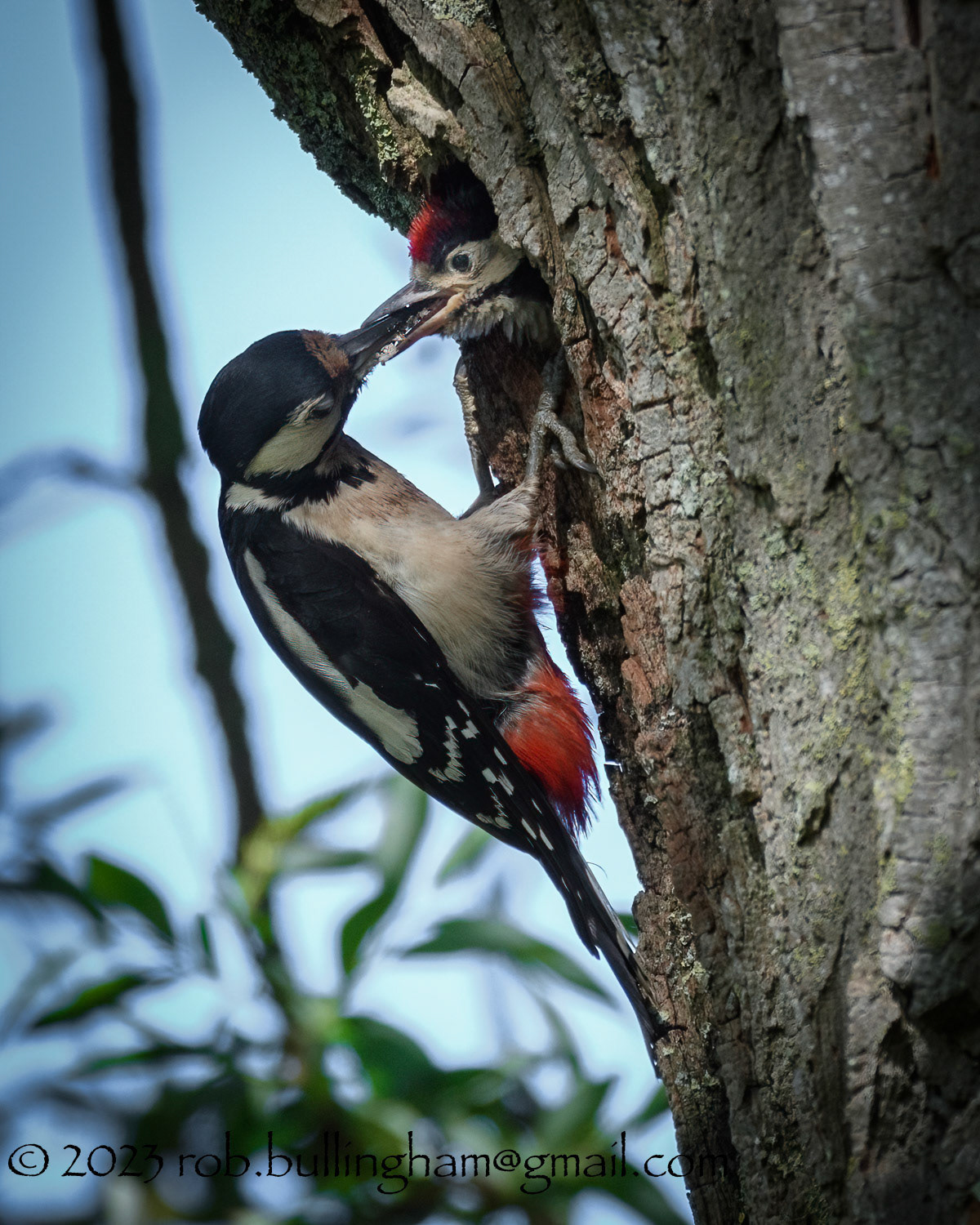 Greater Spotted Woodpecker feeding young