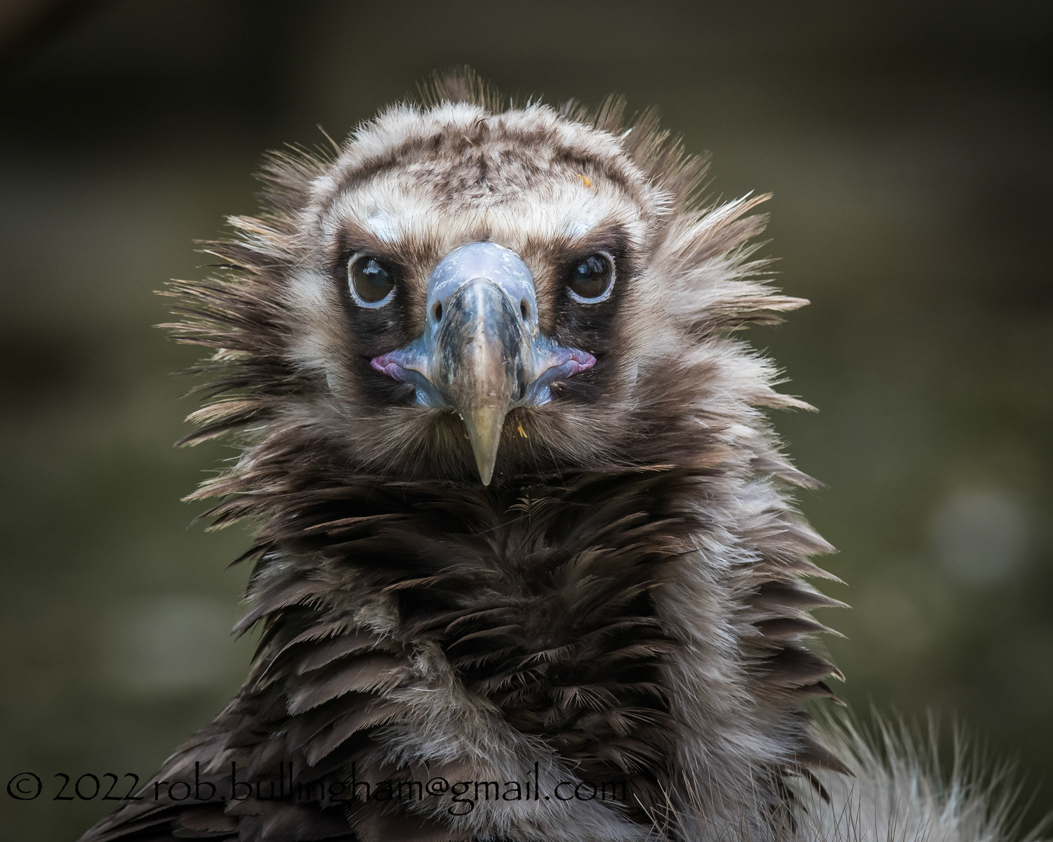 Taken during a recent trip to the Hawk Conservancy Trust (Andover)