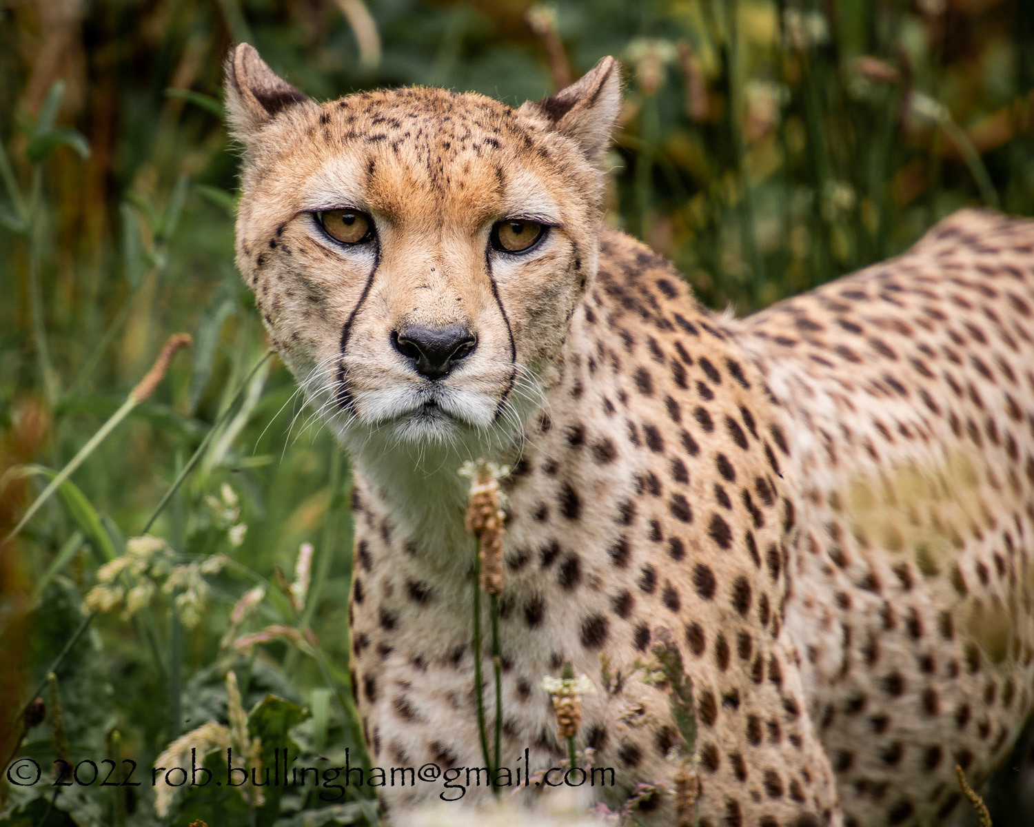 Cheetah's Gaze....