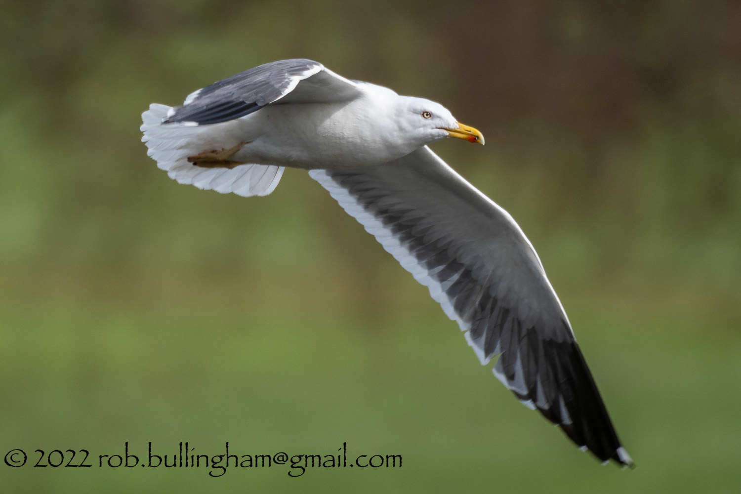 black backed gull