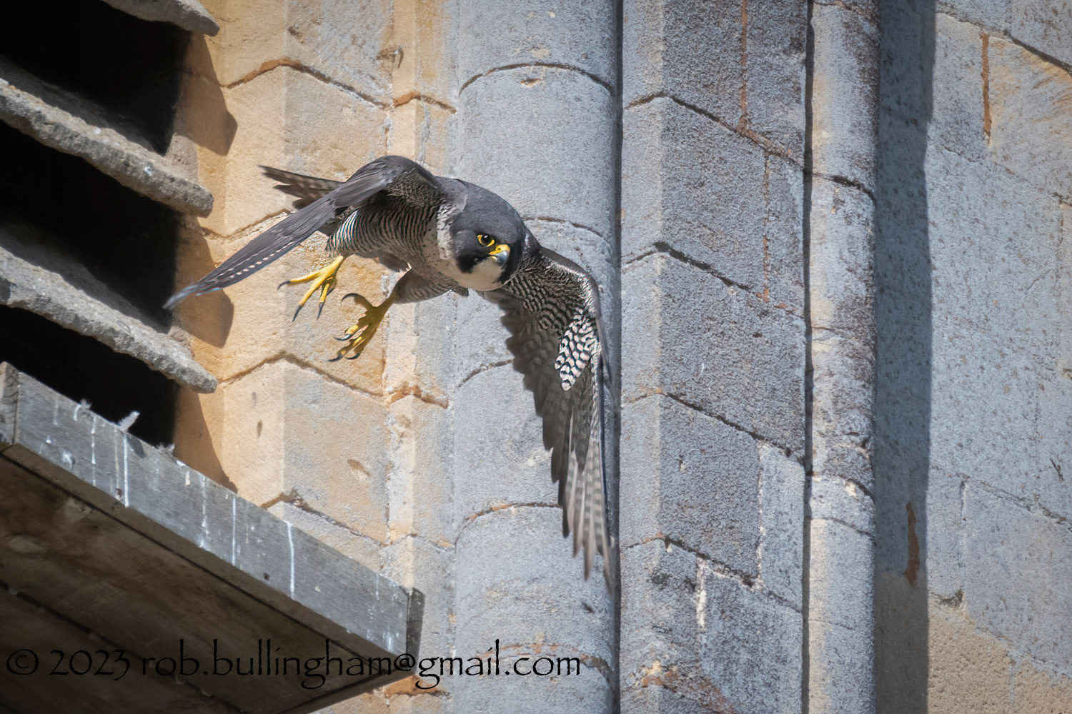 Abbey Peregrine