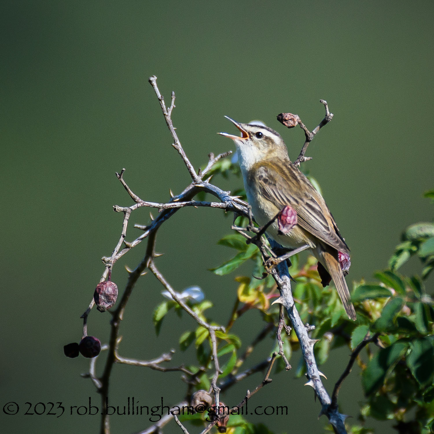 Sedge Warbler