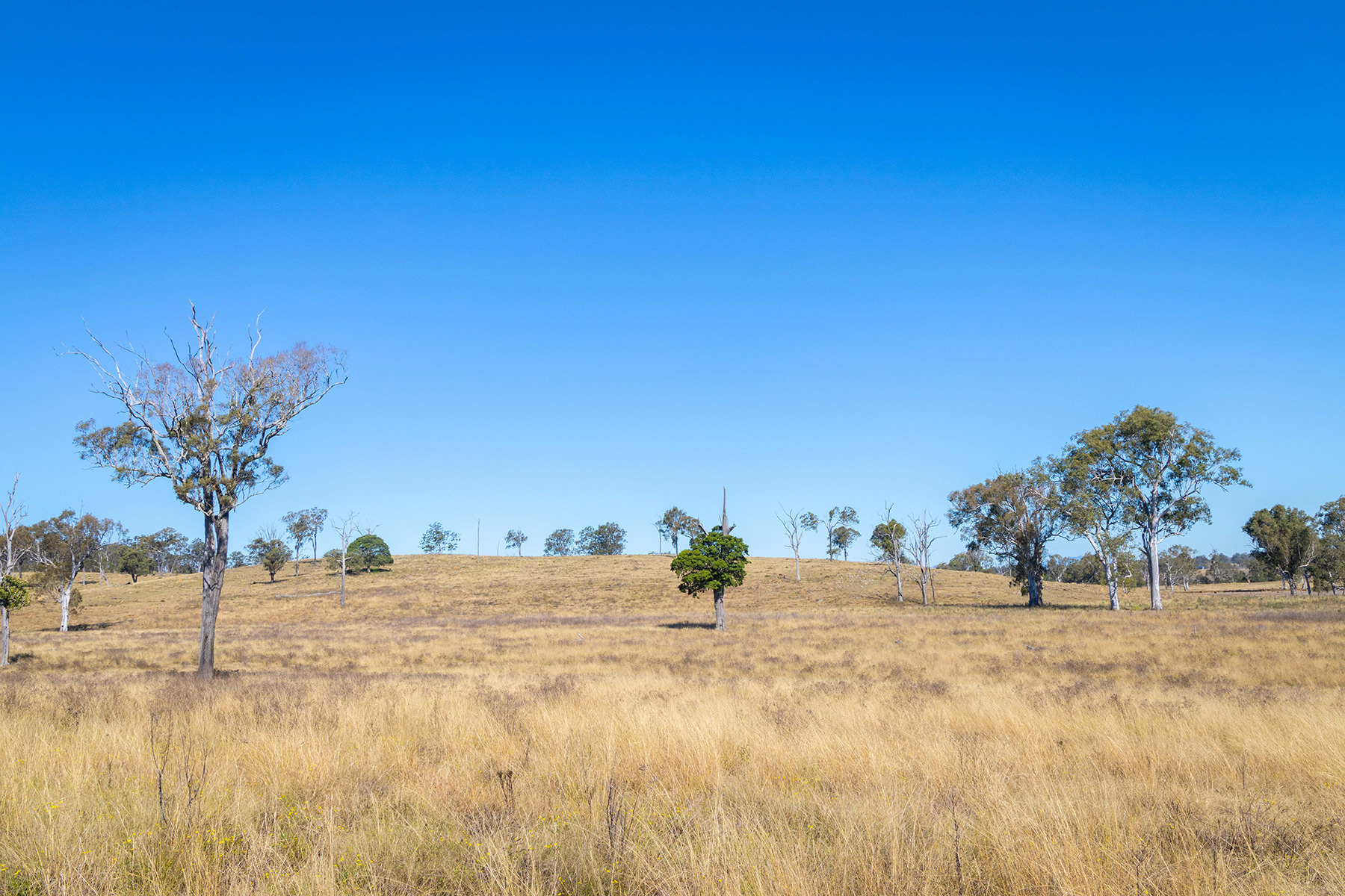 Scenic Rim 40
