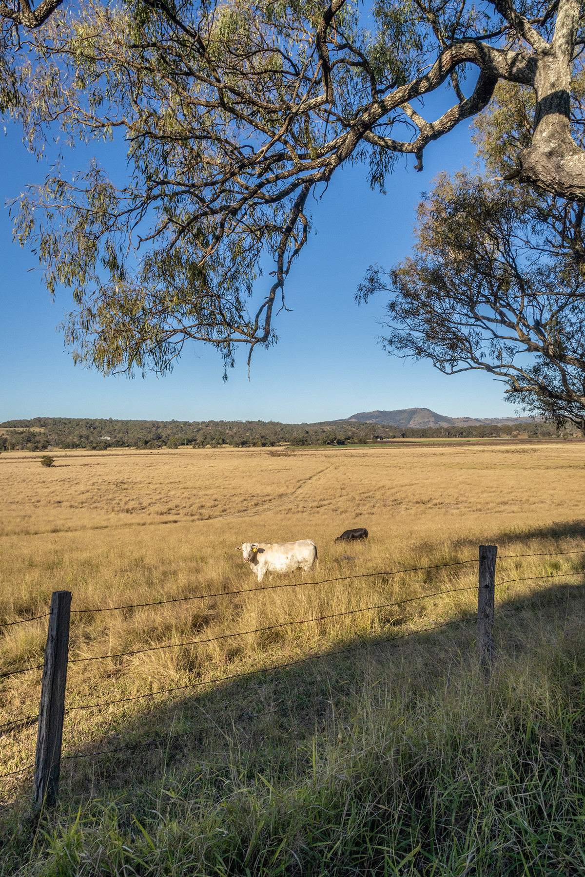 Scenic Rim 24
