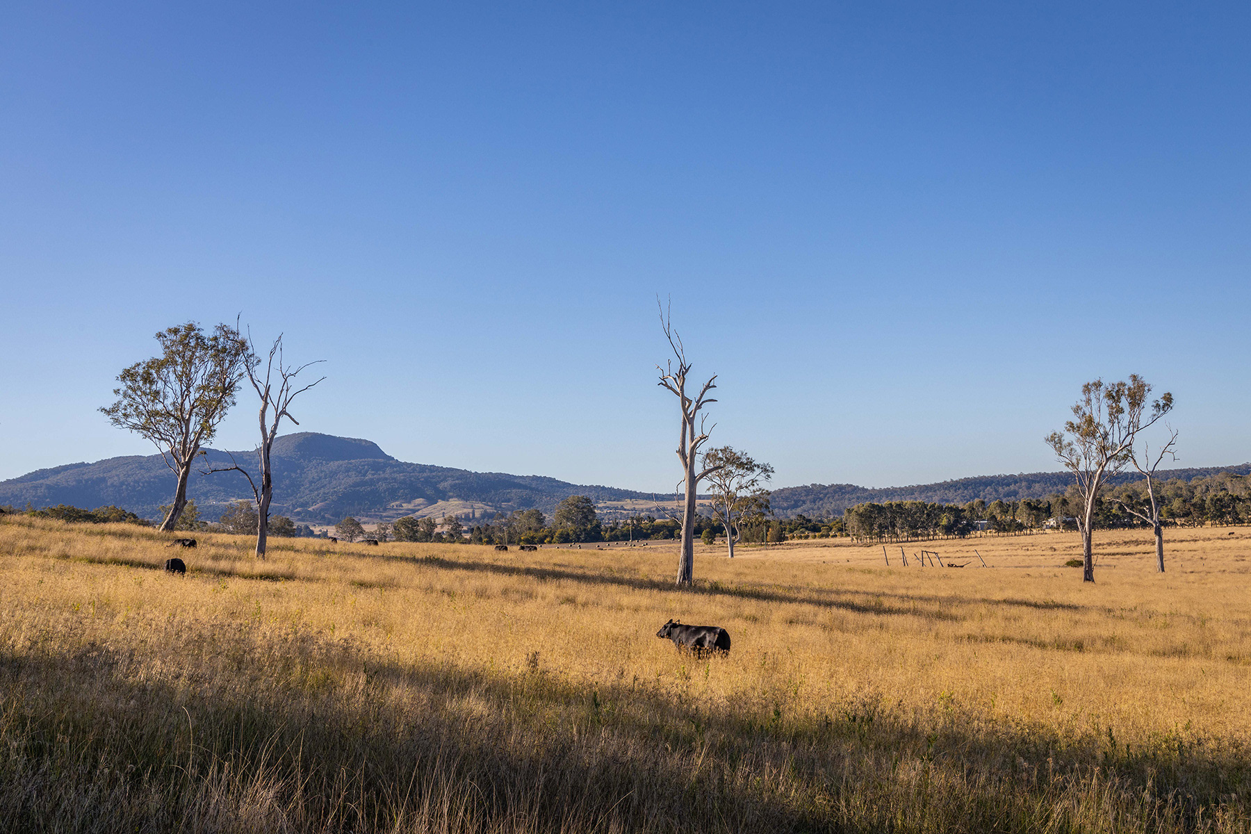 Scenic Rim 26