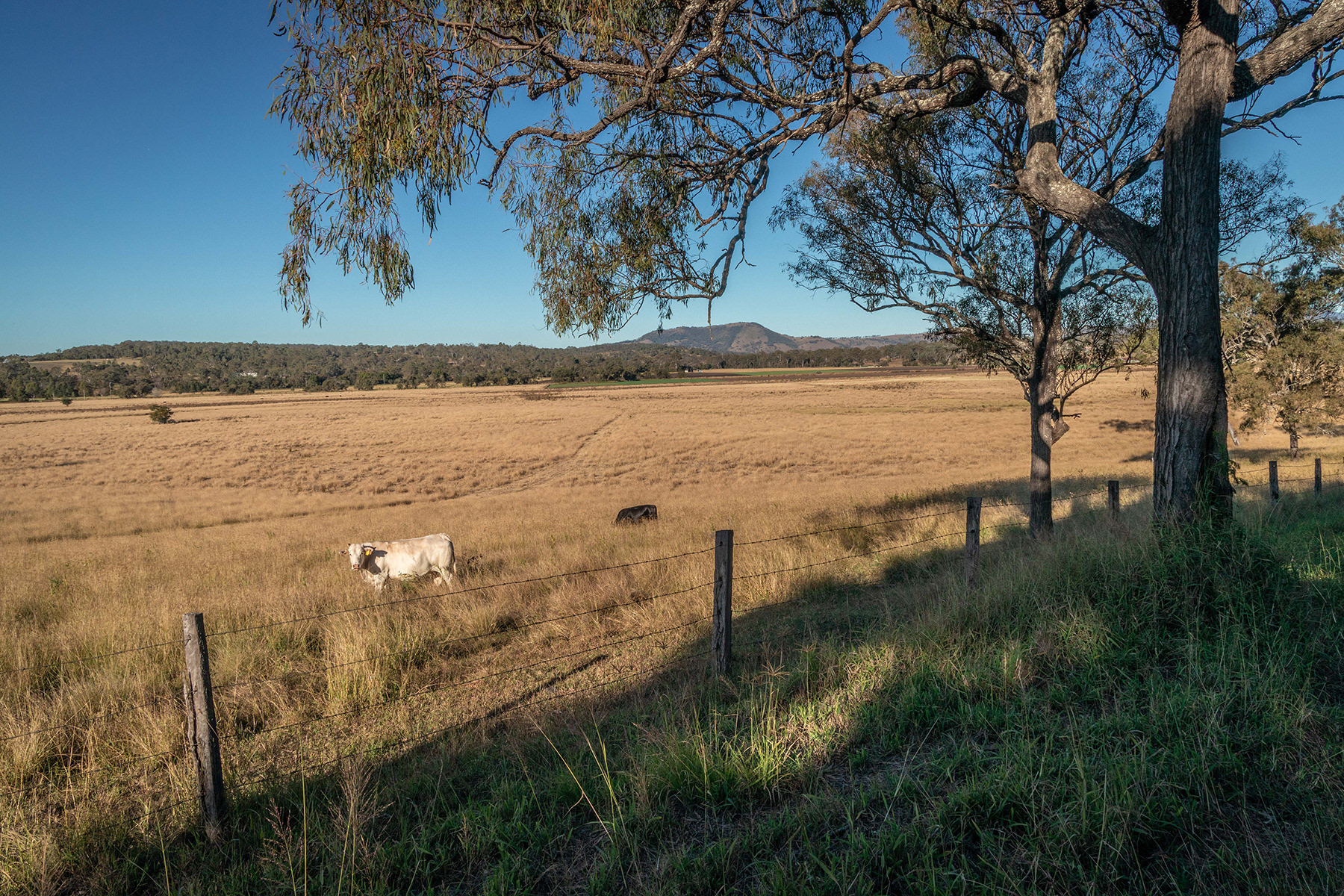 Scenic Rim 25