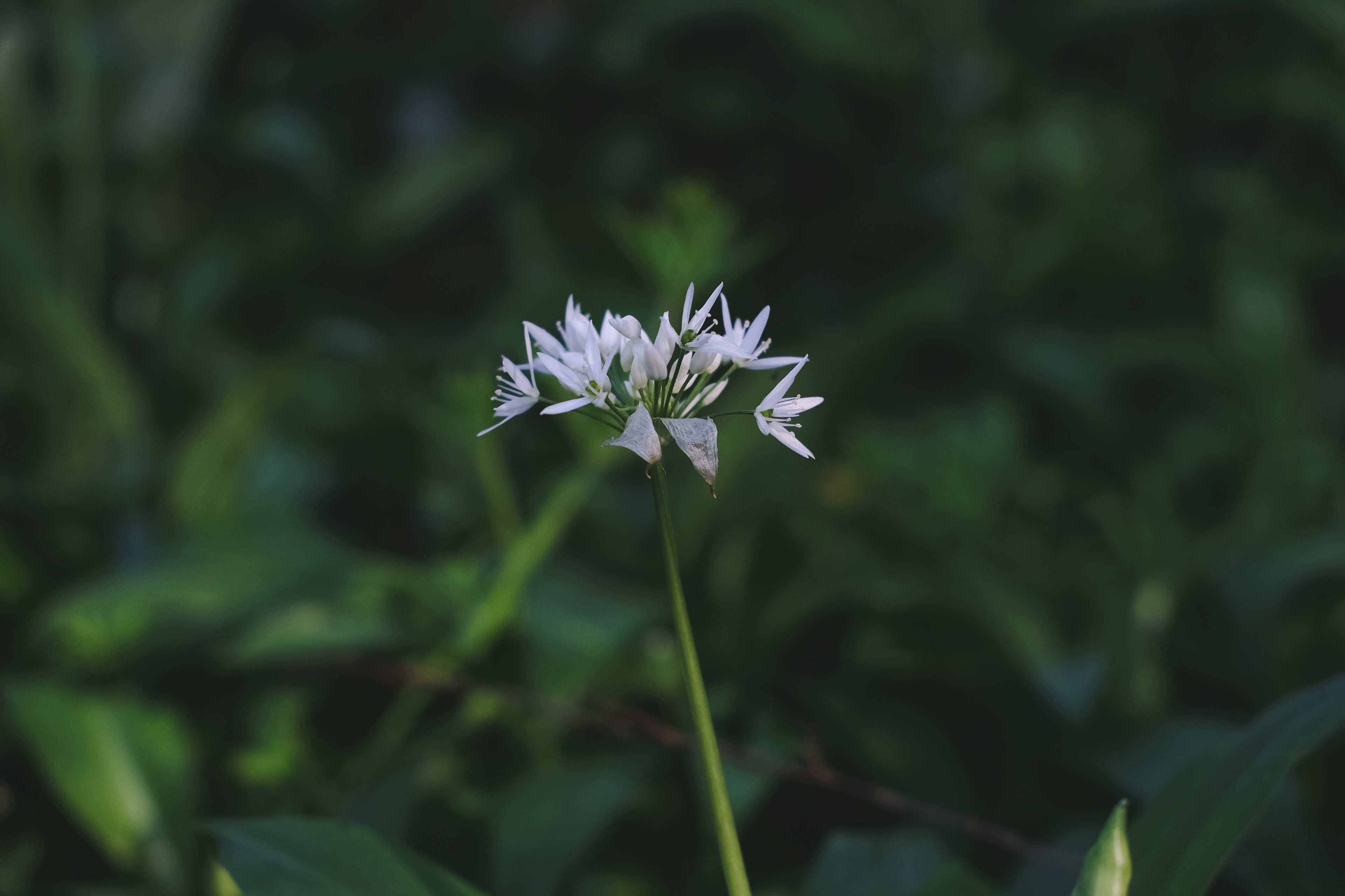 Spring Wild Garlic
