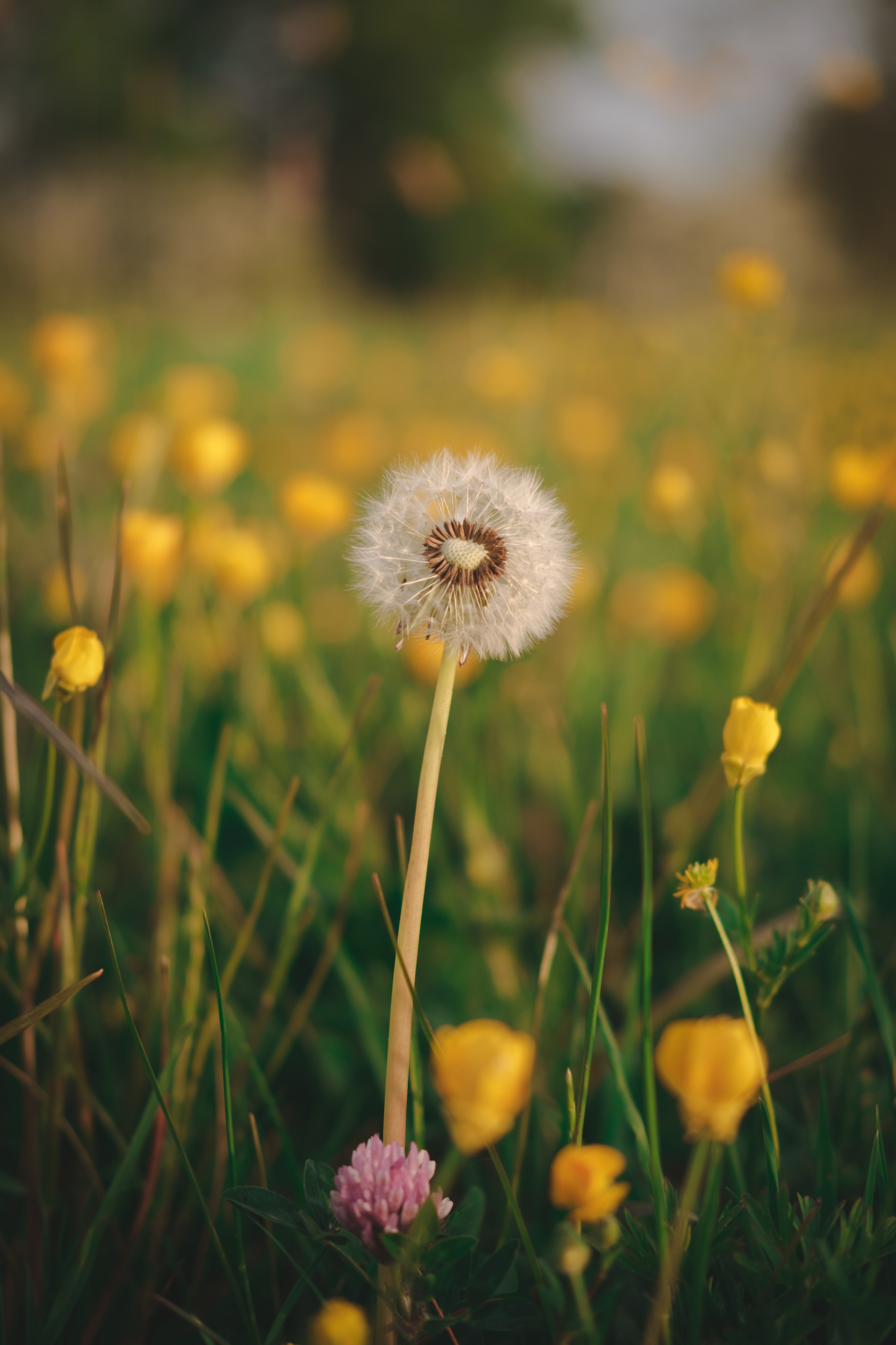 Sowing the seed