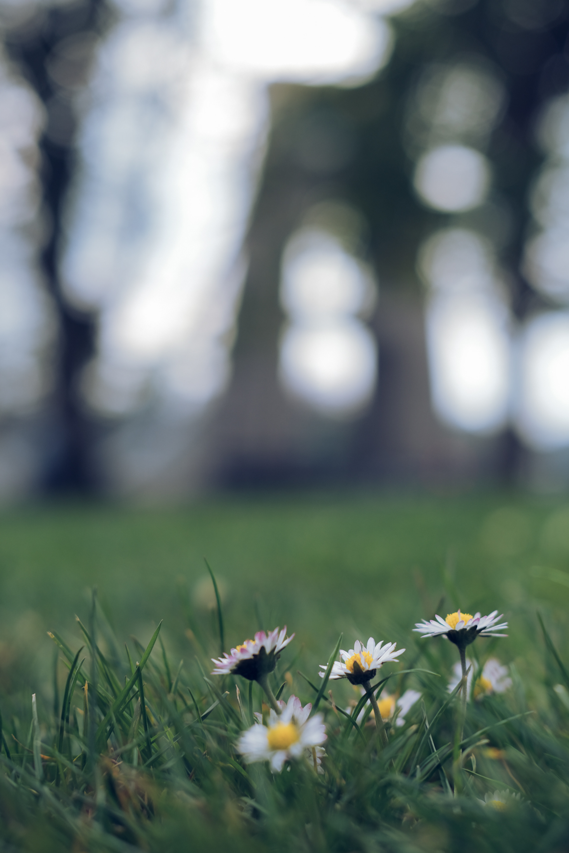 My afternoon walk took me to the bridge. Not sure why. 
