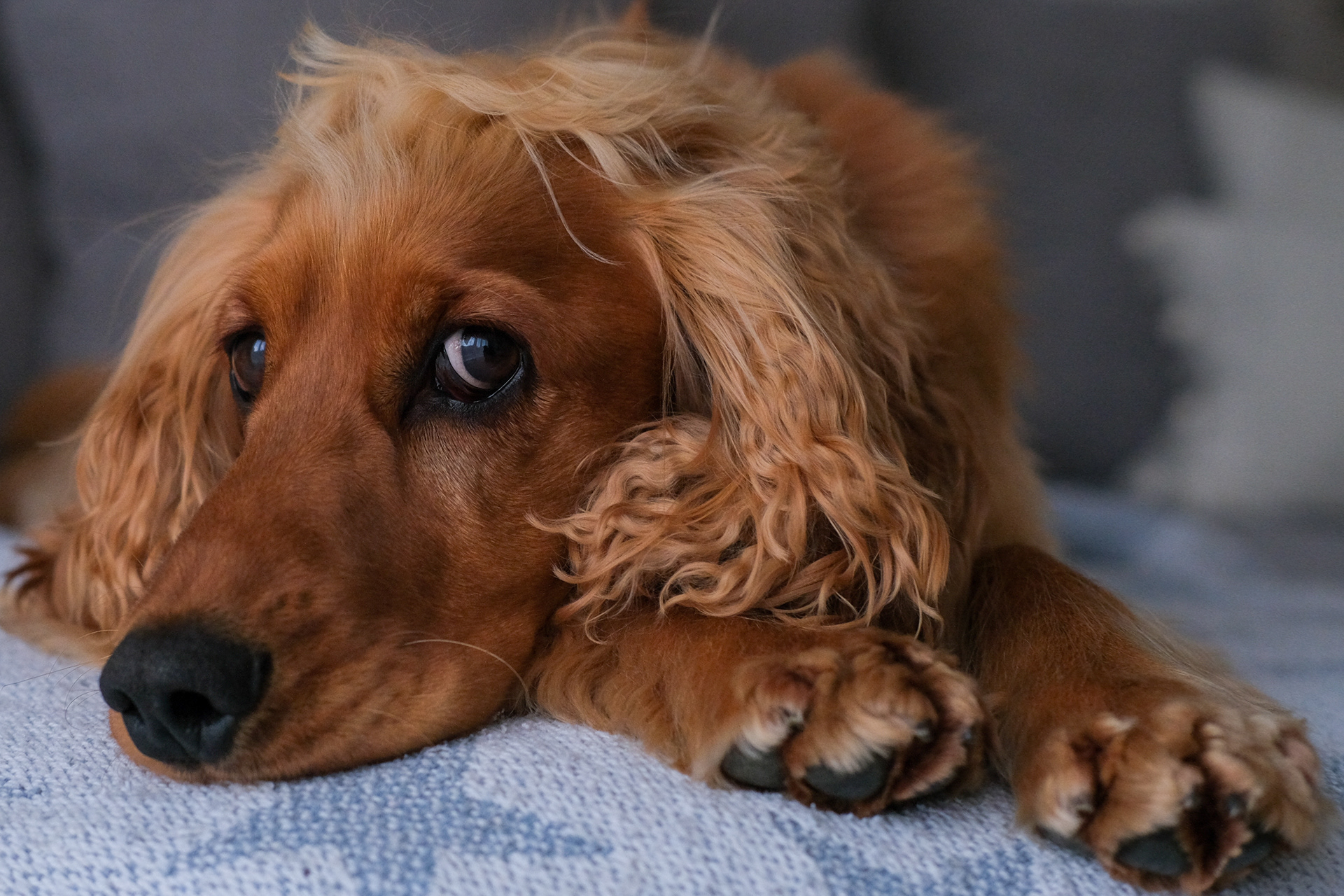 Bear with the side eye