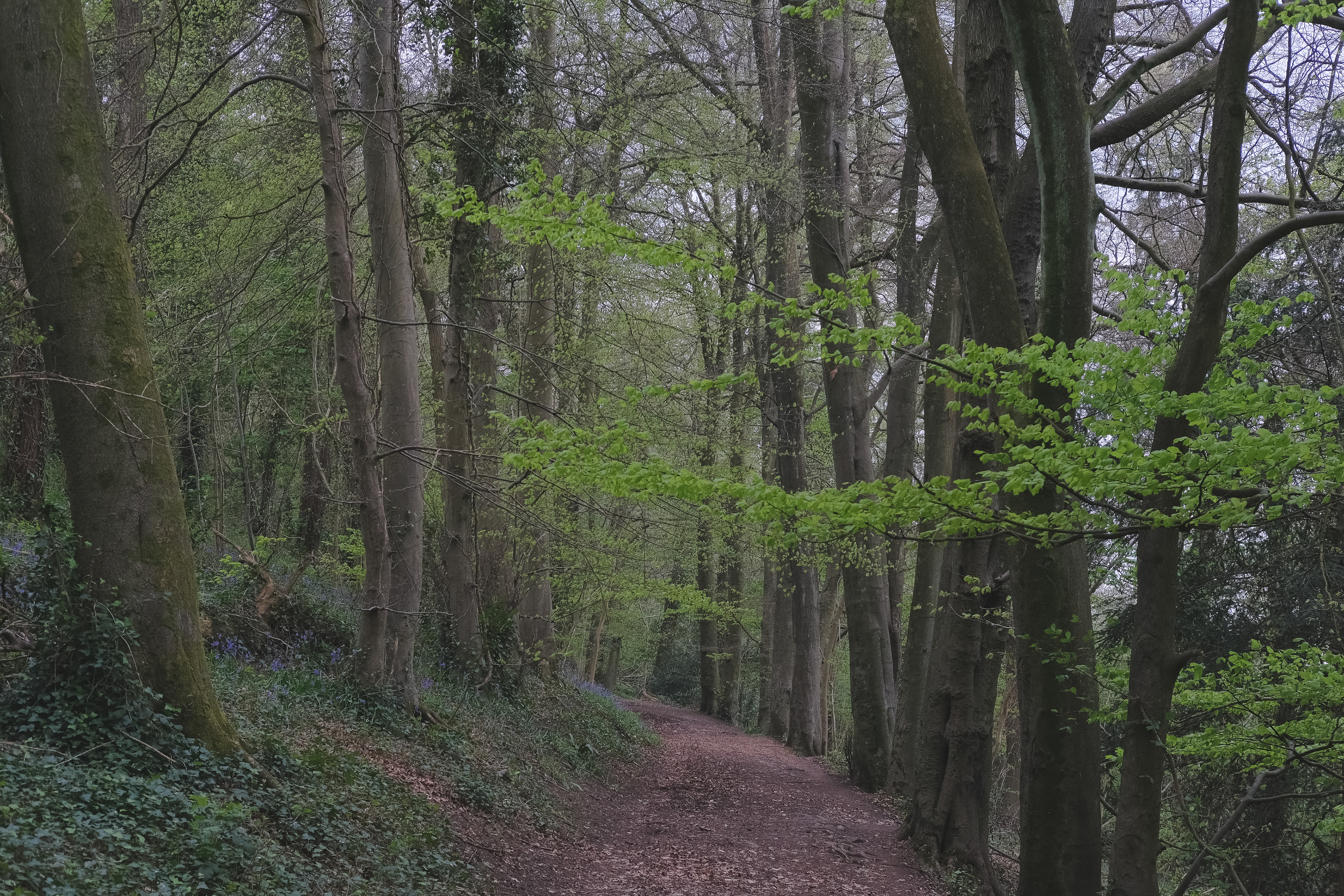 Early morning Blaise estate walk.