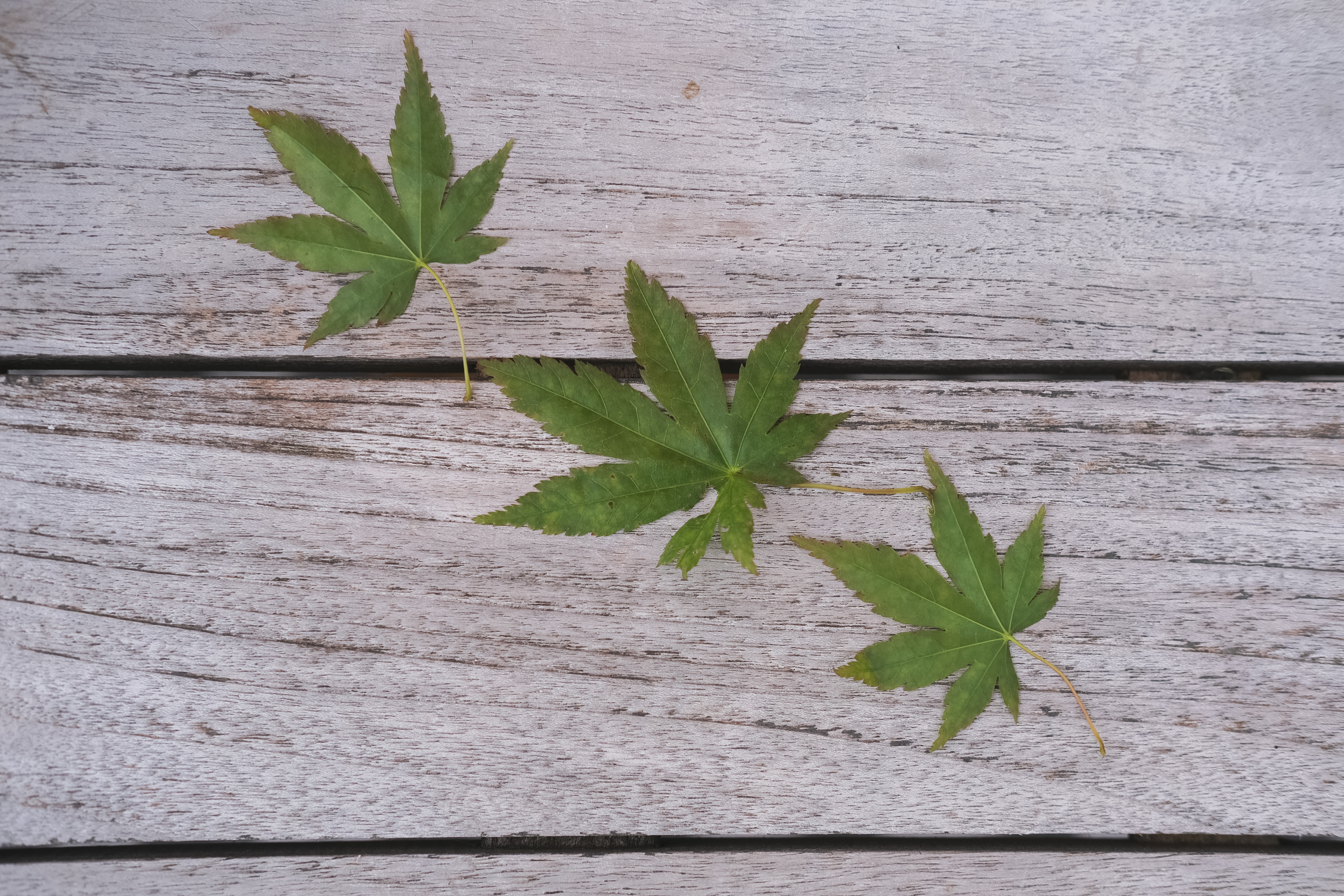 Not those leaves. Acer leaves