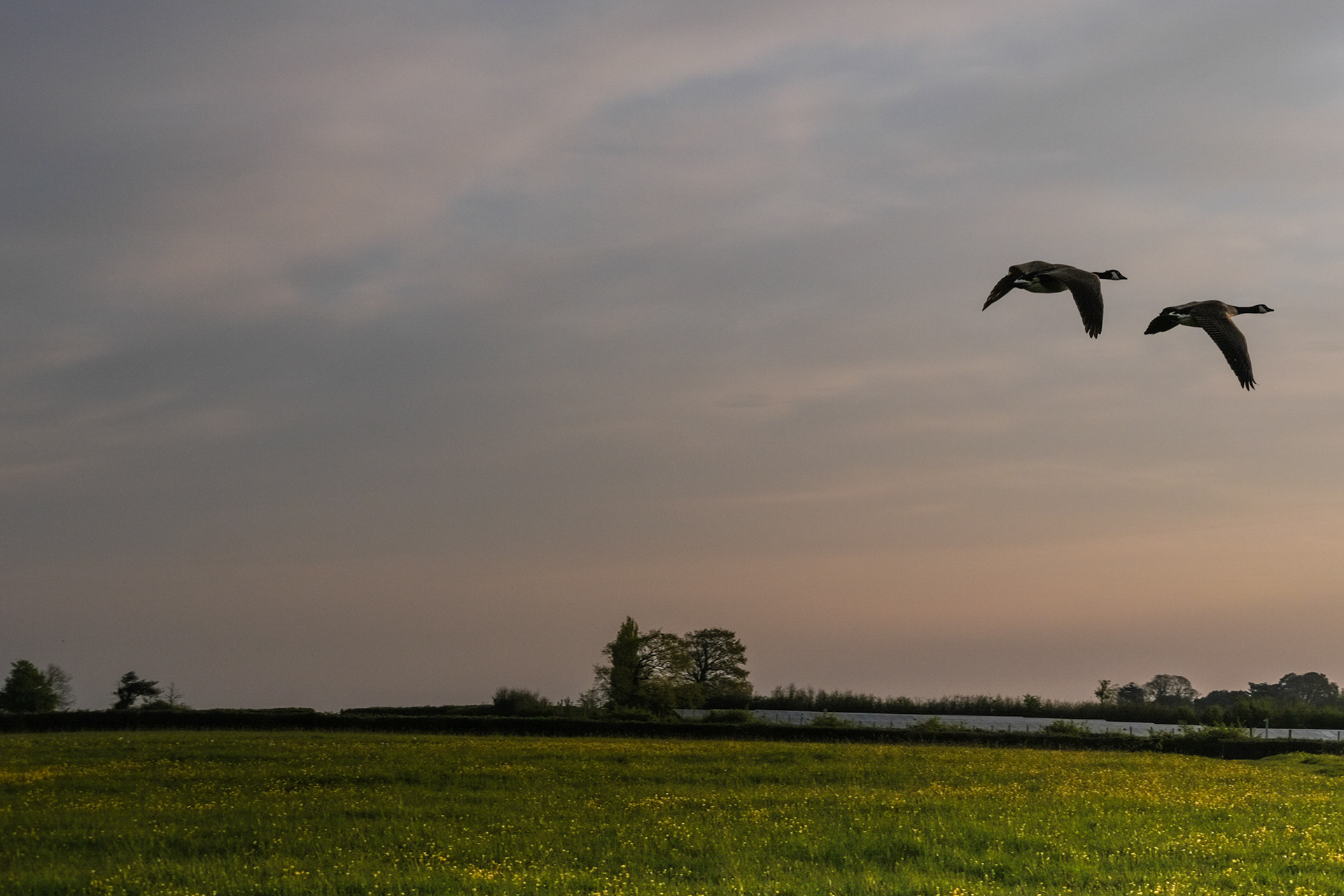 Every morning on my walk 2 geese fly over. I'm normally in the woods, today I had my own personal fly past