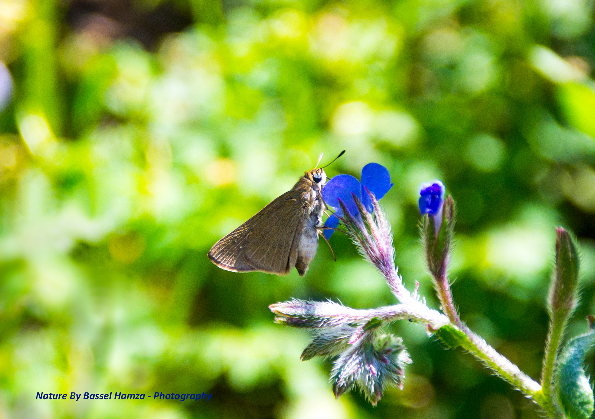 Beauty of Moth moth