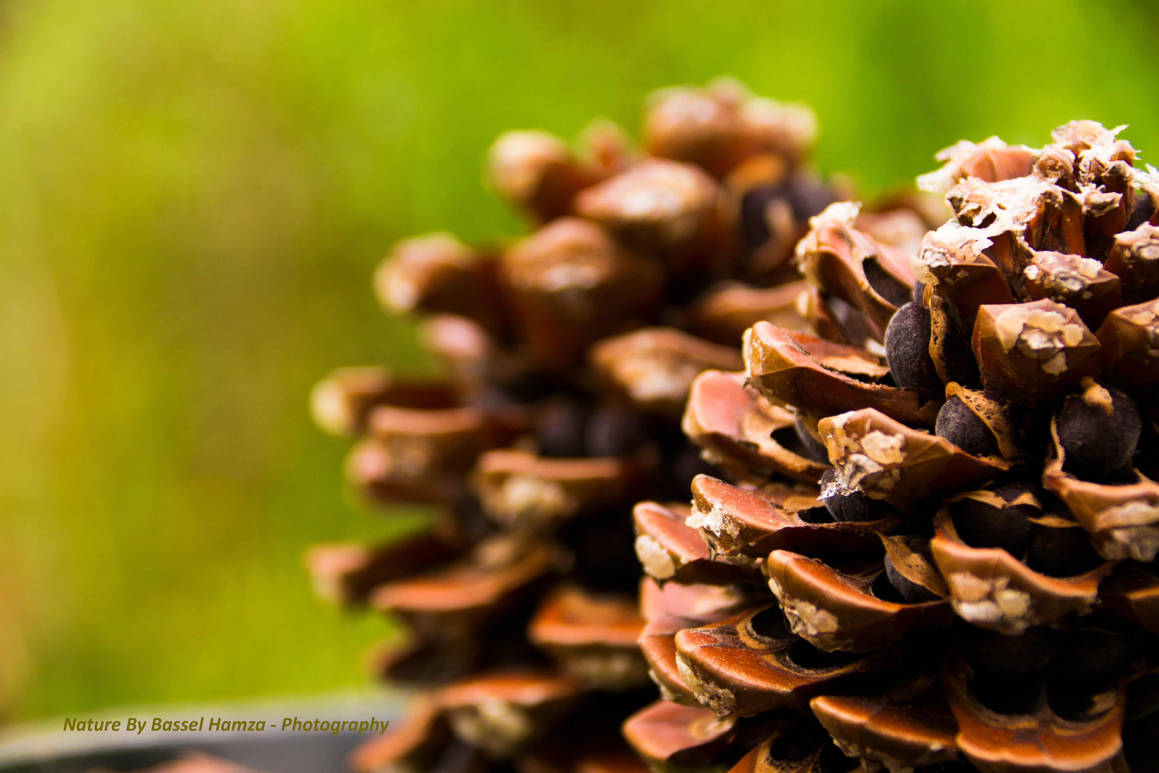 Pine Nuts
