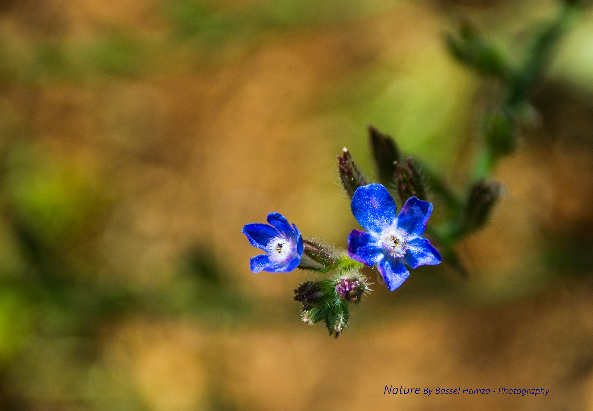 Thorny flowers