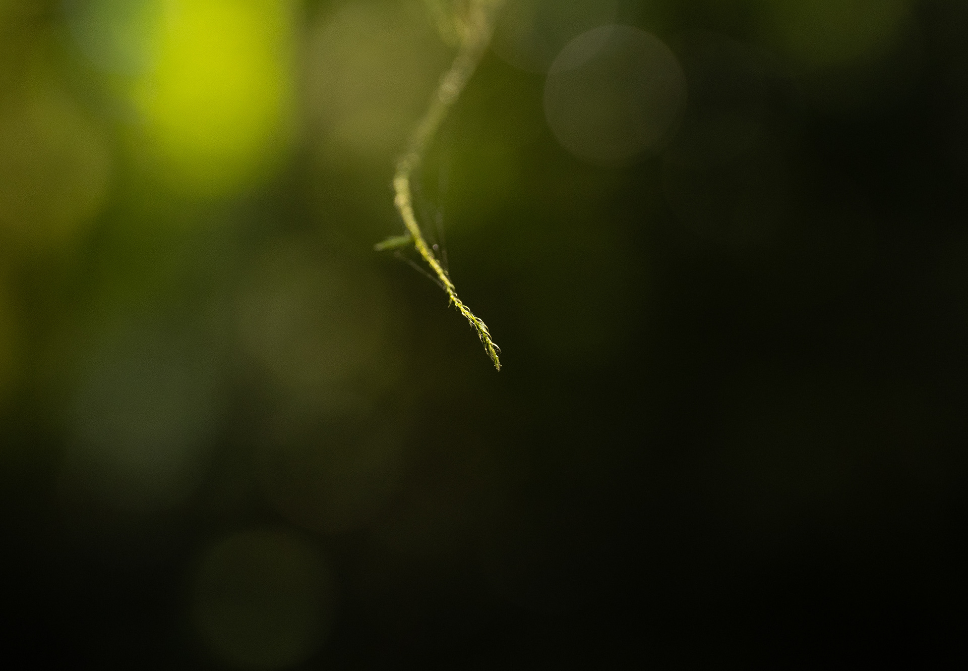 Pointe de nature