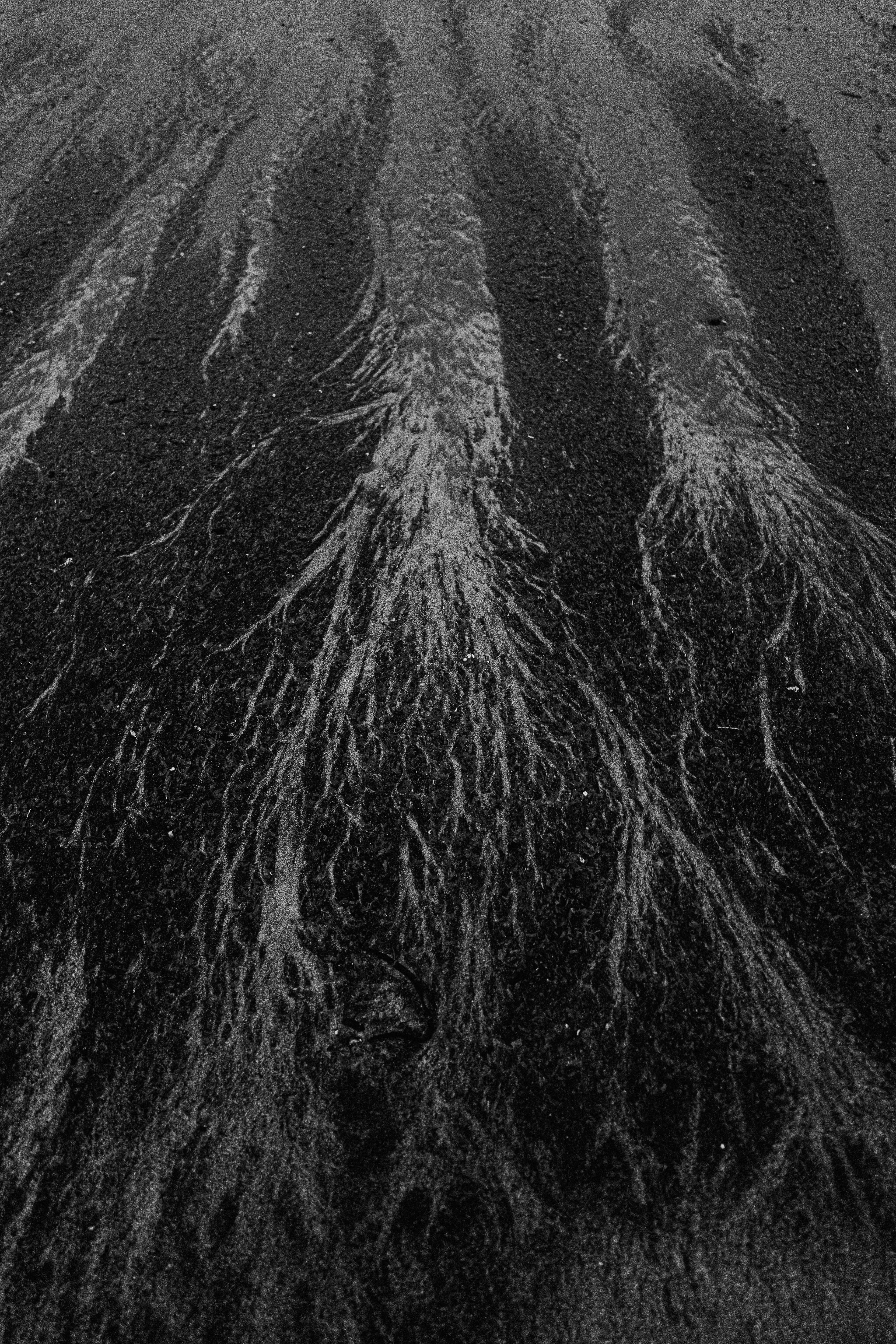 Arbre de sable