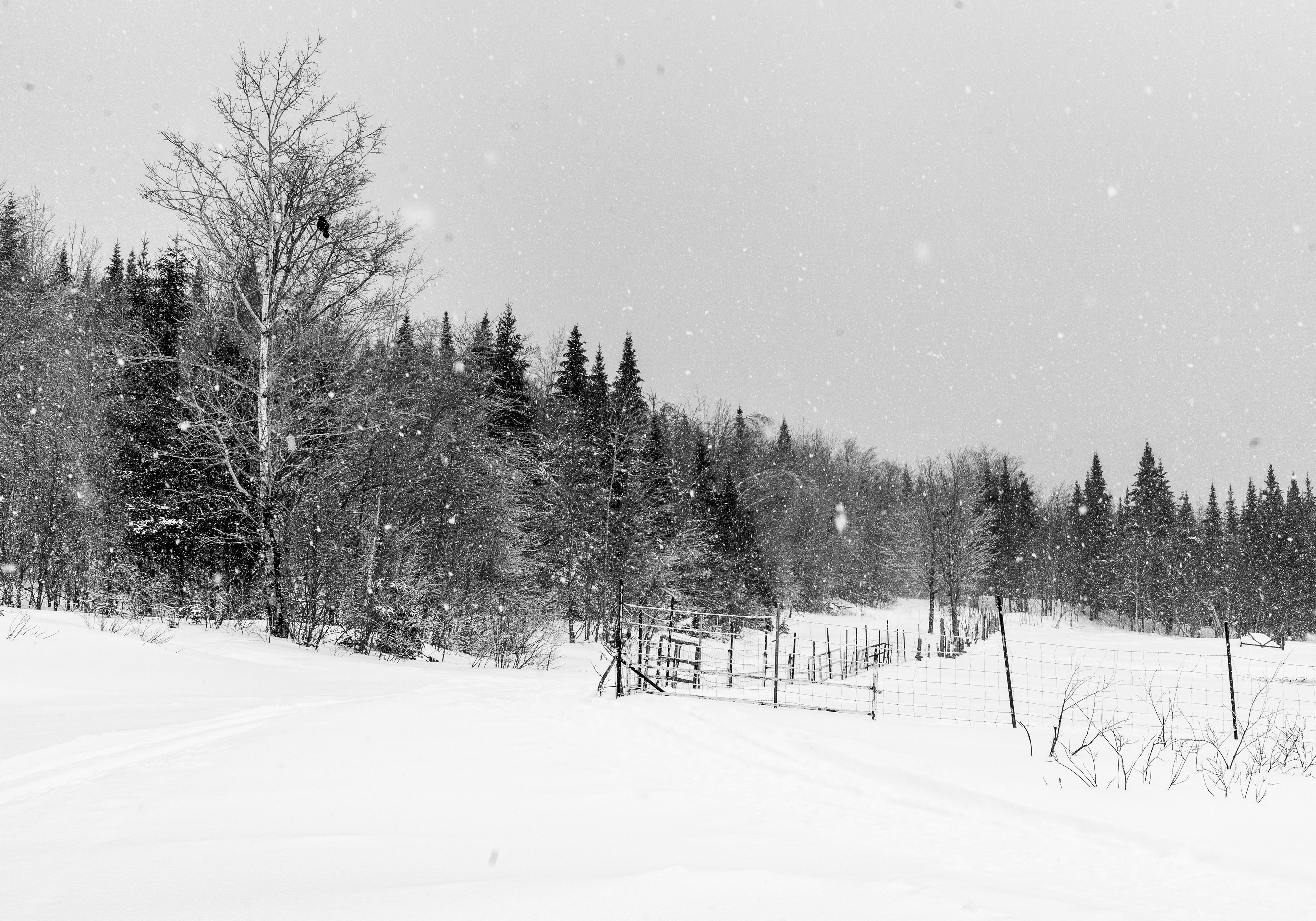 Pure hiver