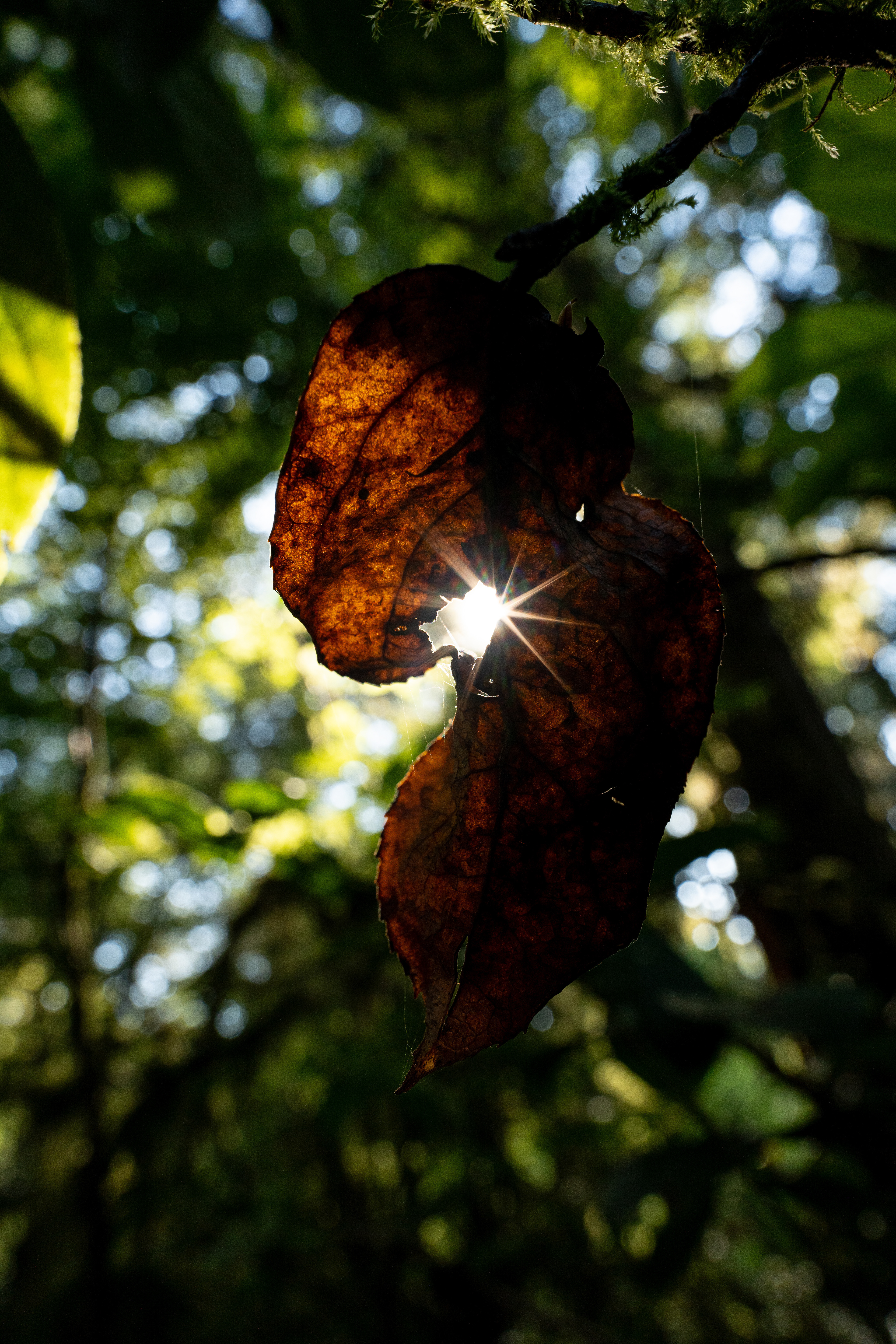 Beleaf me