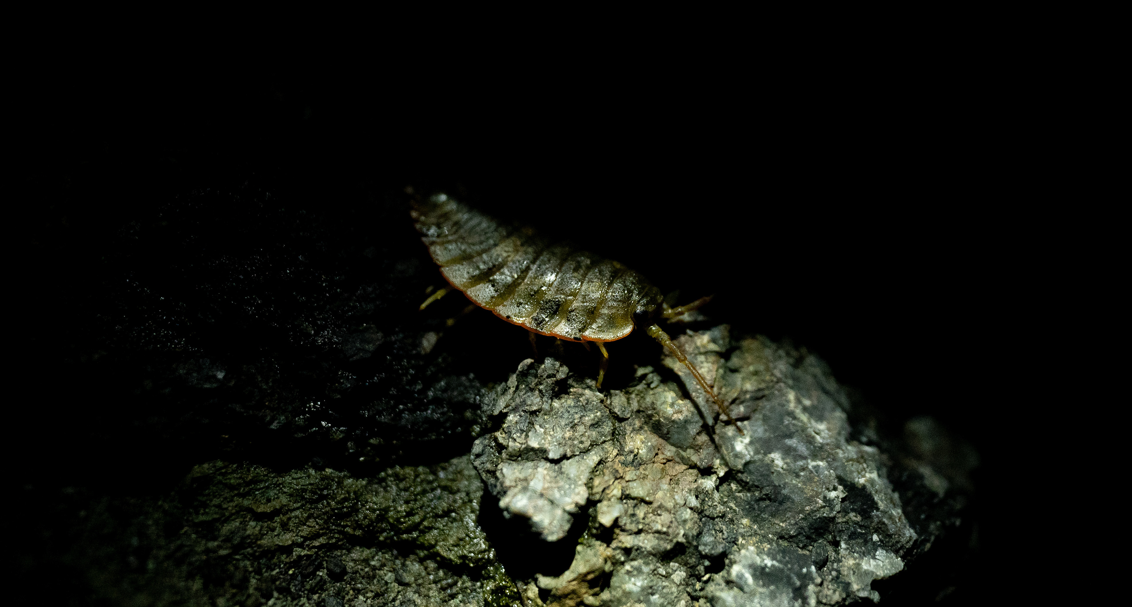 Night crawler
