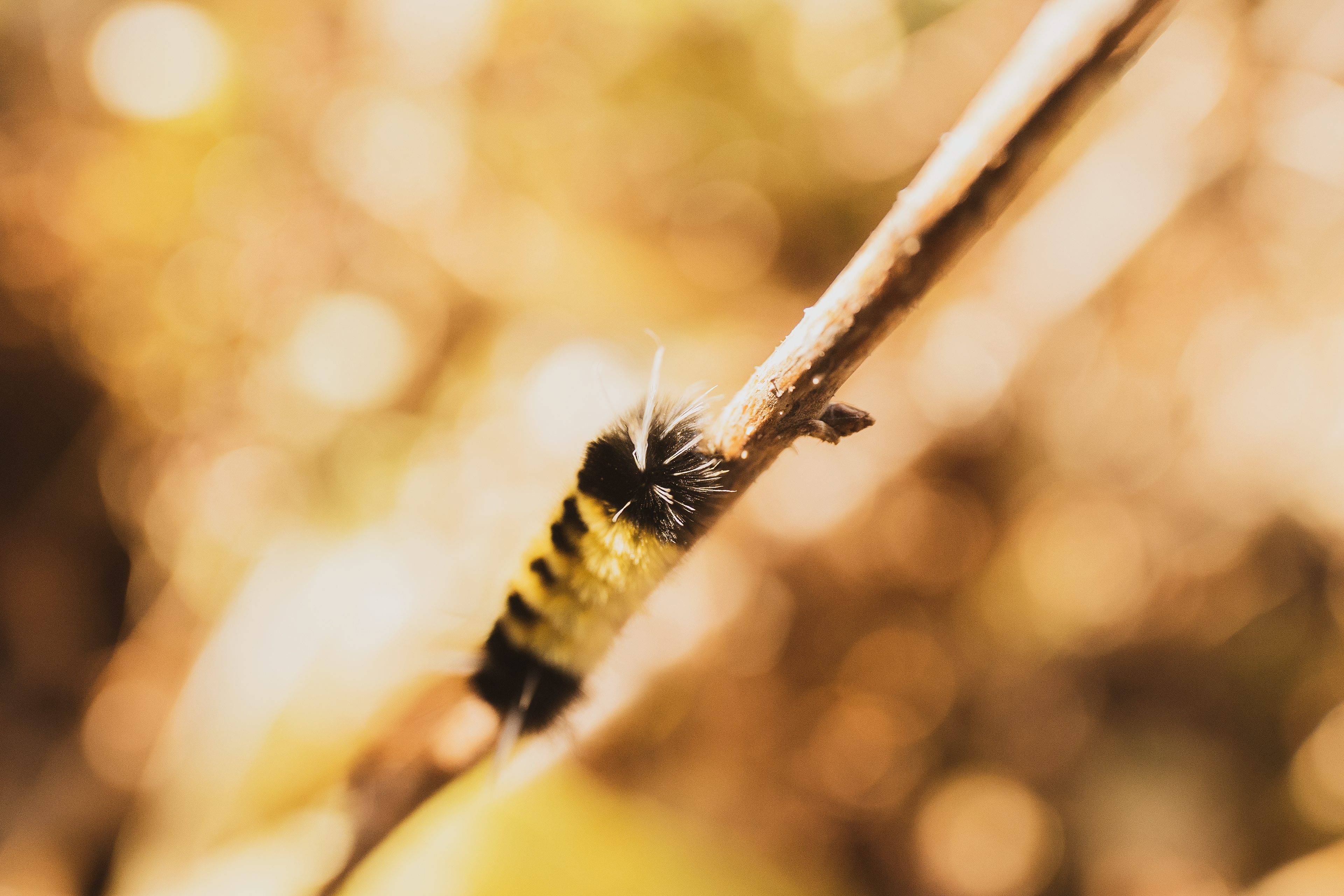 Chenille d'or