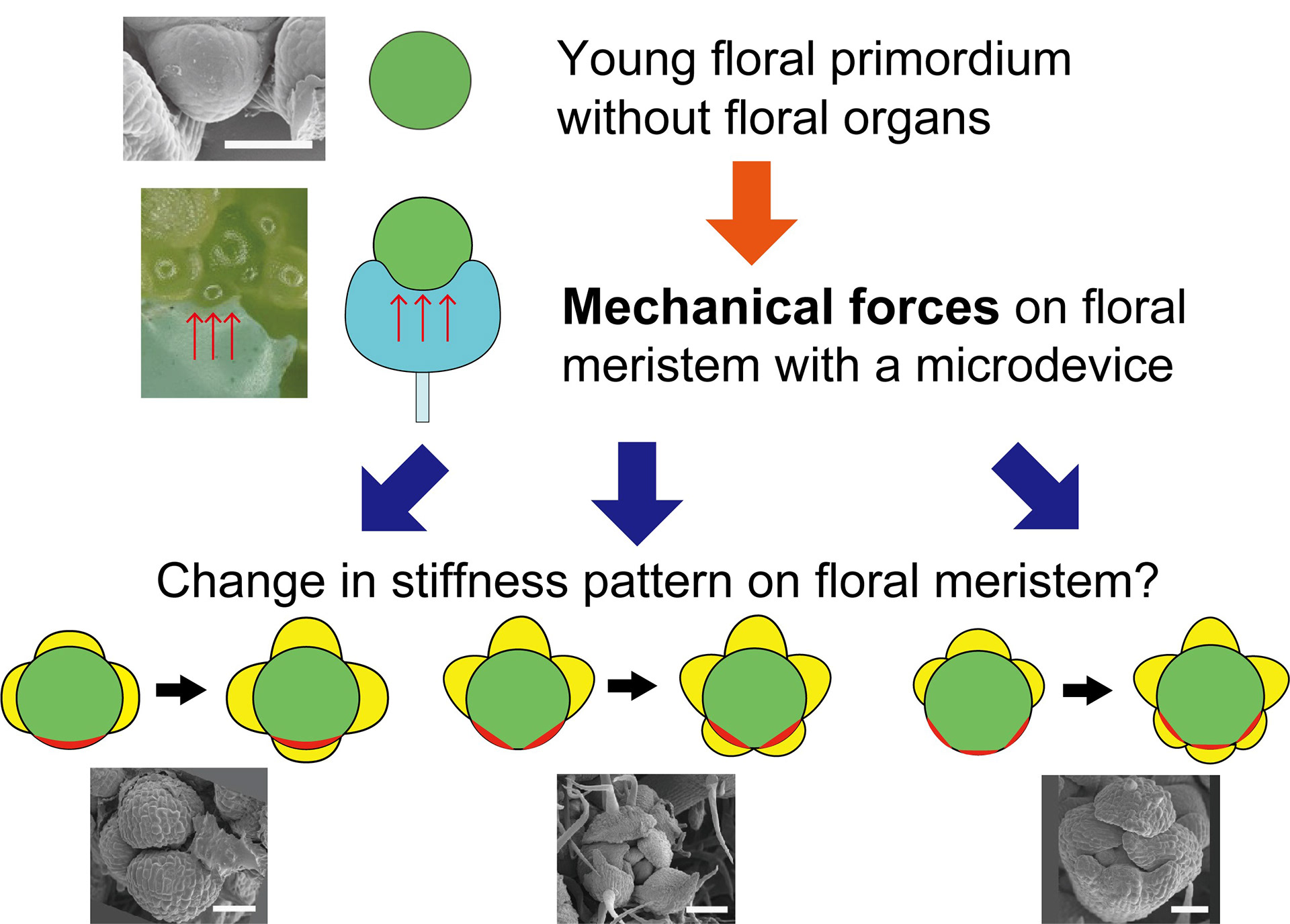 Morphogenesis System of Floral Meristem in Plants