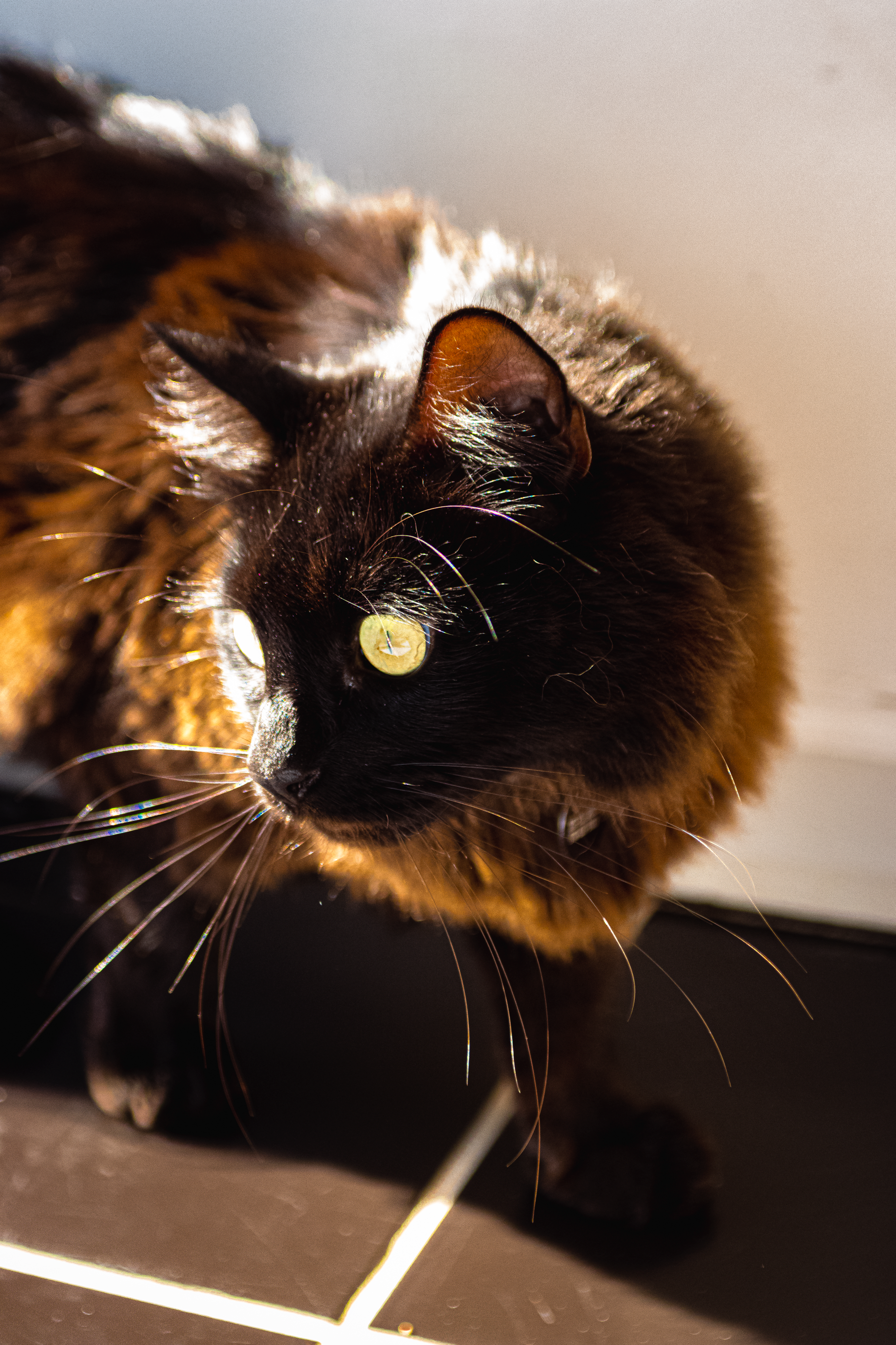Cat Concerned