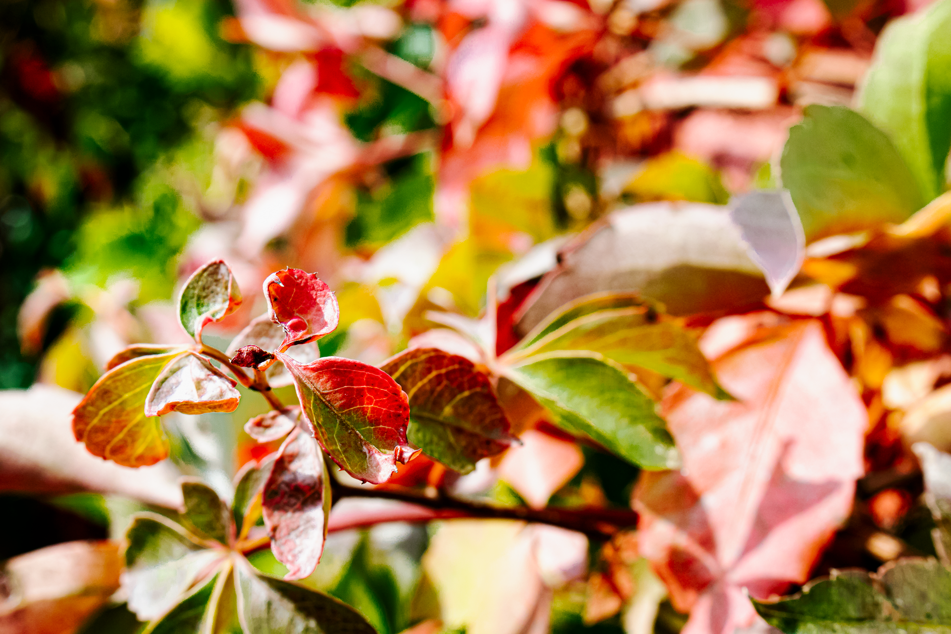 Autumn Colors