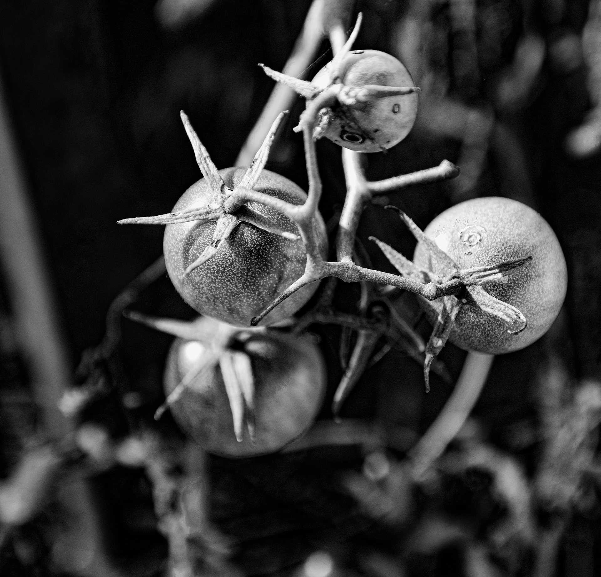 Growing Tomatoes