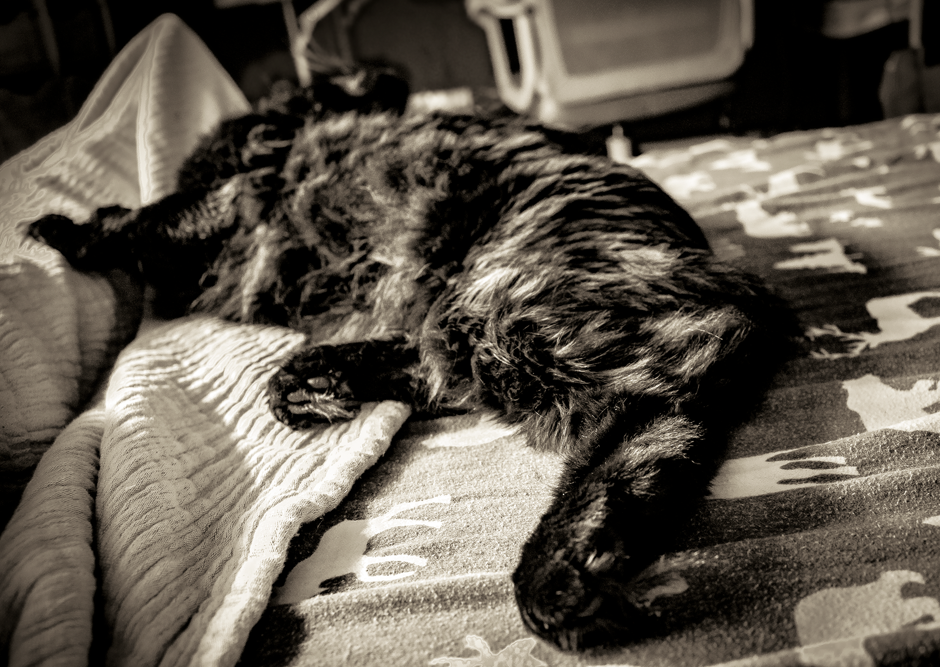Tired Cat
