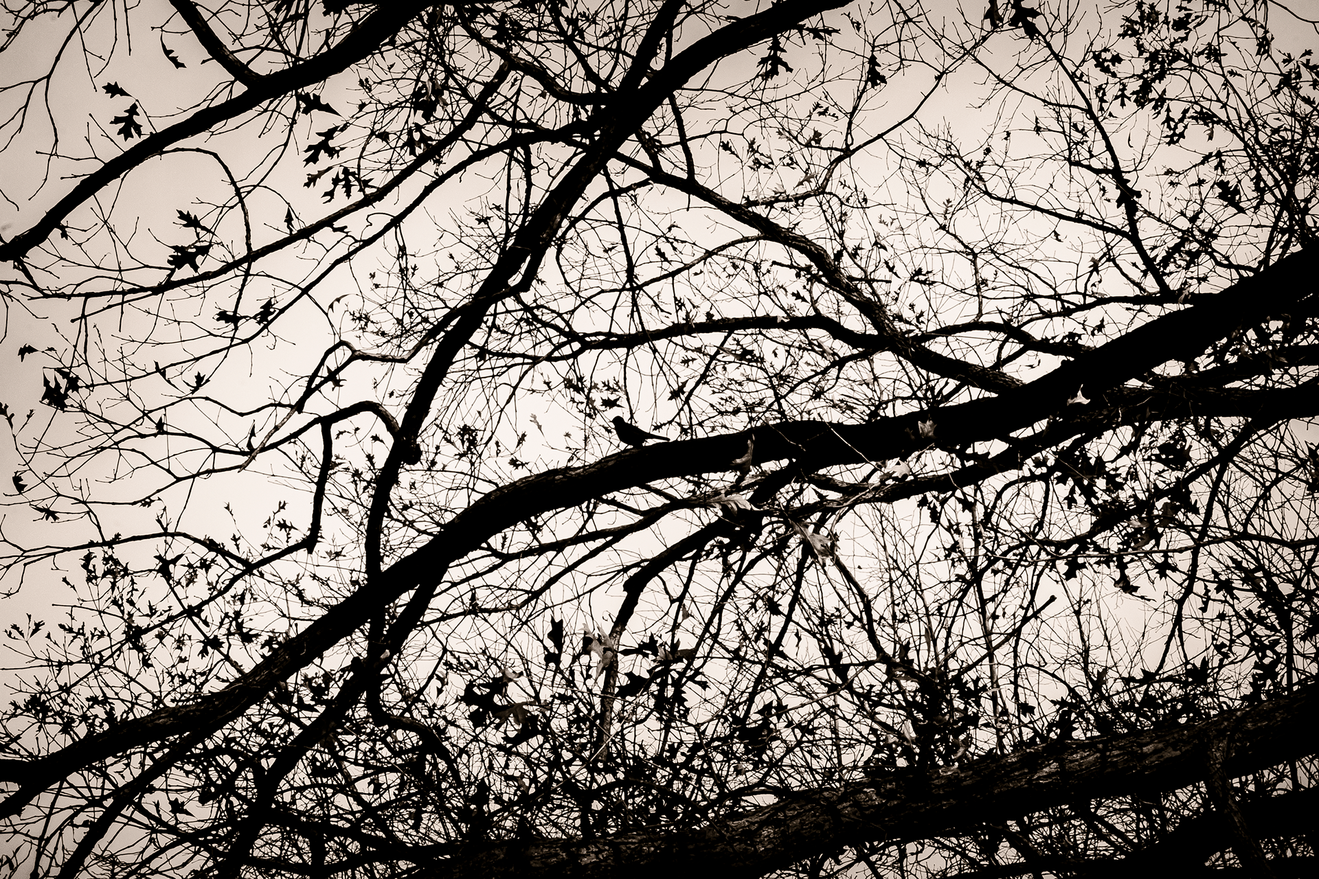 Bird in a Tree