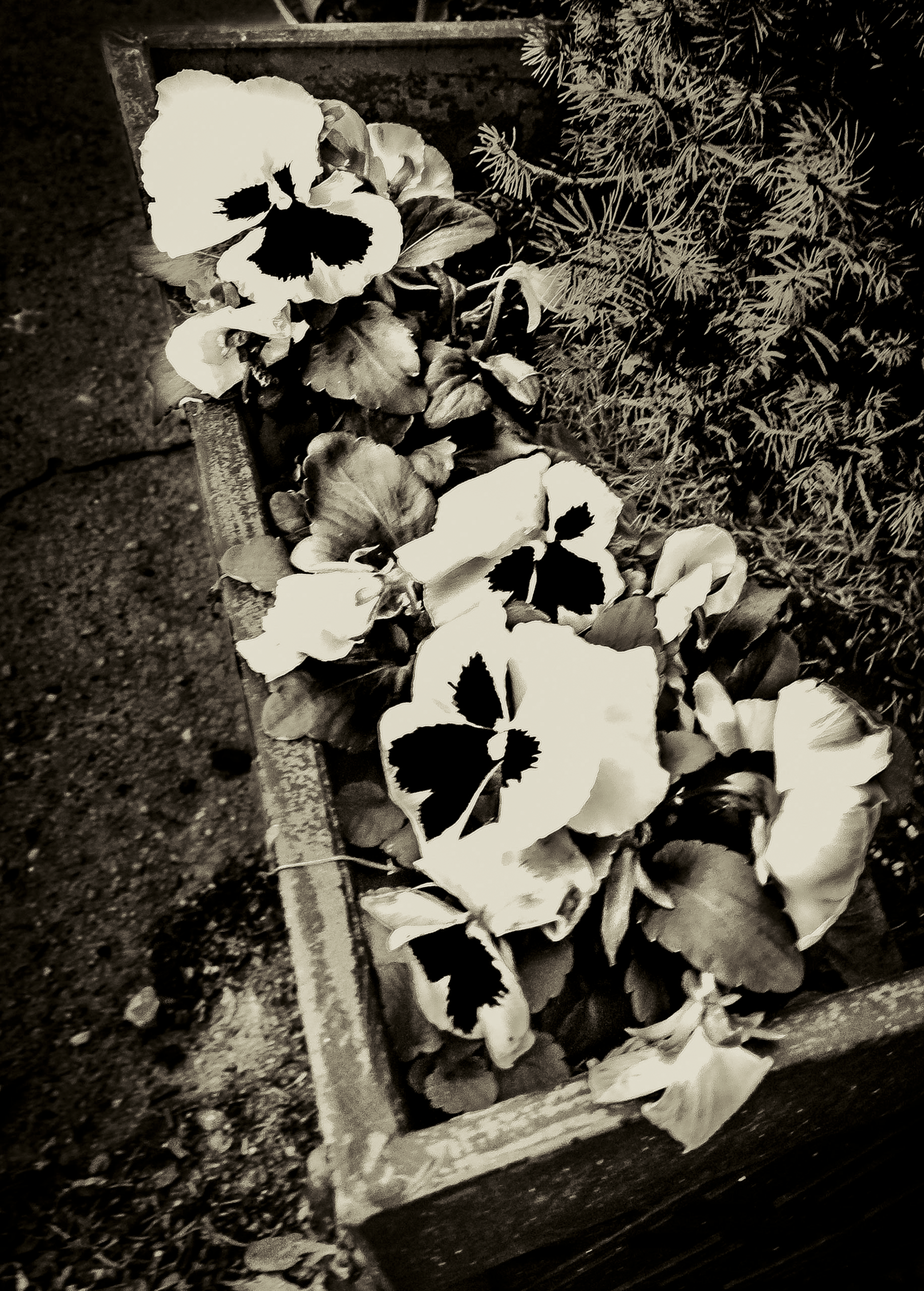 Line of Flowers