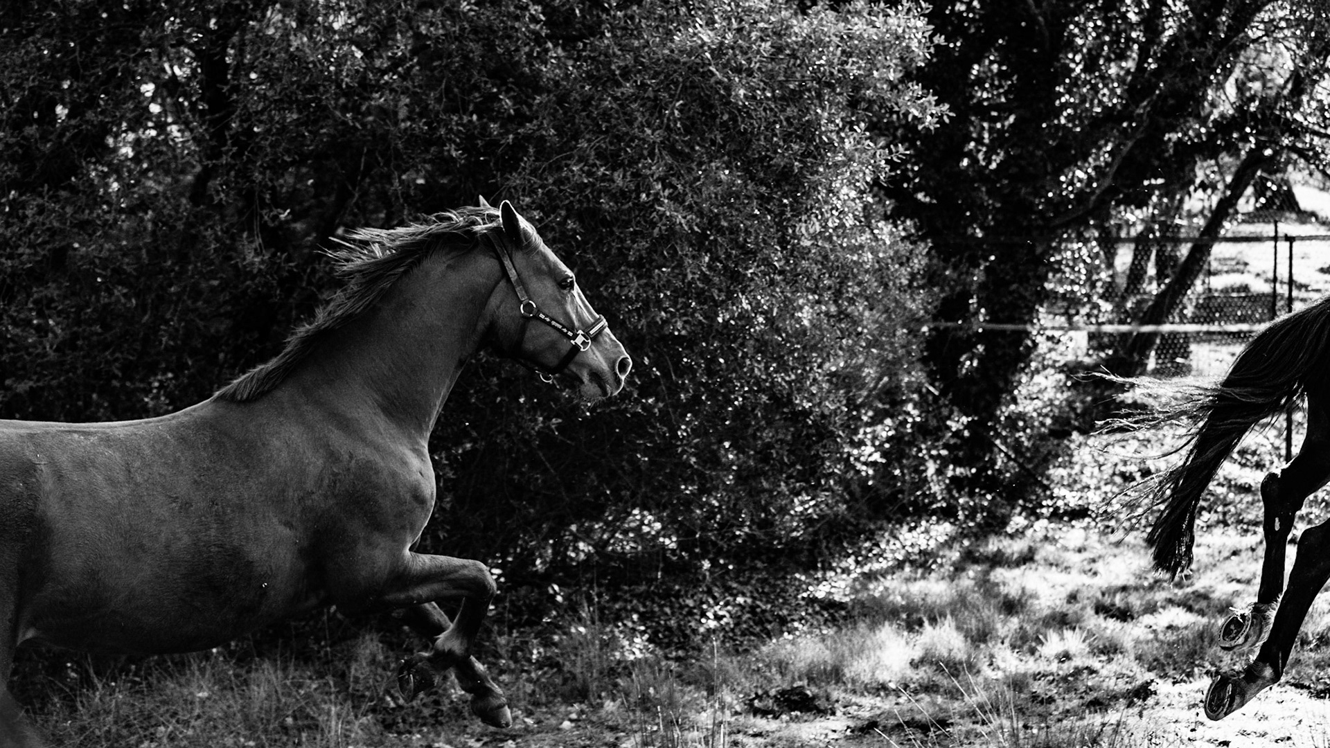Horses, Provence

+++

Hashtaggery:
#horses #riding #provence #blackandwhite #speed #beauty #5d #canon

+++

www.armedwithapaintbox.com
#armedwithapaintbox
@armedwithapaintbox
Copyright Anthony Warner (Armed With A Paint Box) 2017
