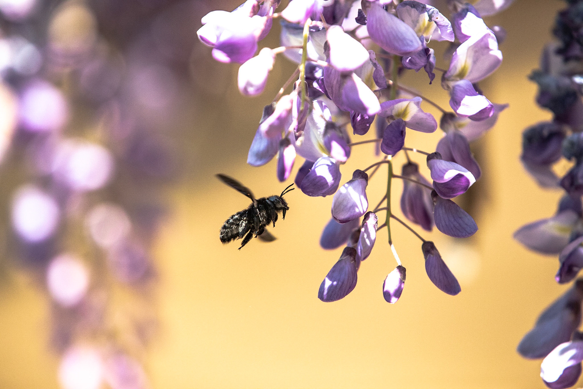 Carpenter bees (Xylocopa micans), Provence (I think that's right but please correc me if I got the species wrong!)

+++

Hashtaggery:
#bees #carpenterbees #provence #nature #flowers #species #5d #canon

+++

www.armedwithapaintbox.com
#armedwithapaintbox
@armedwithapaintbox
Copyright Anthony Warner (Armed With A Paint Box) 2017