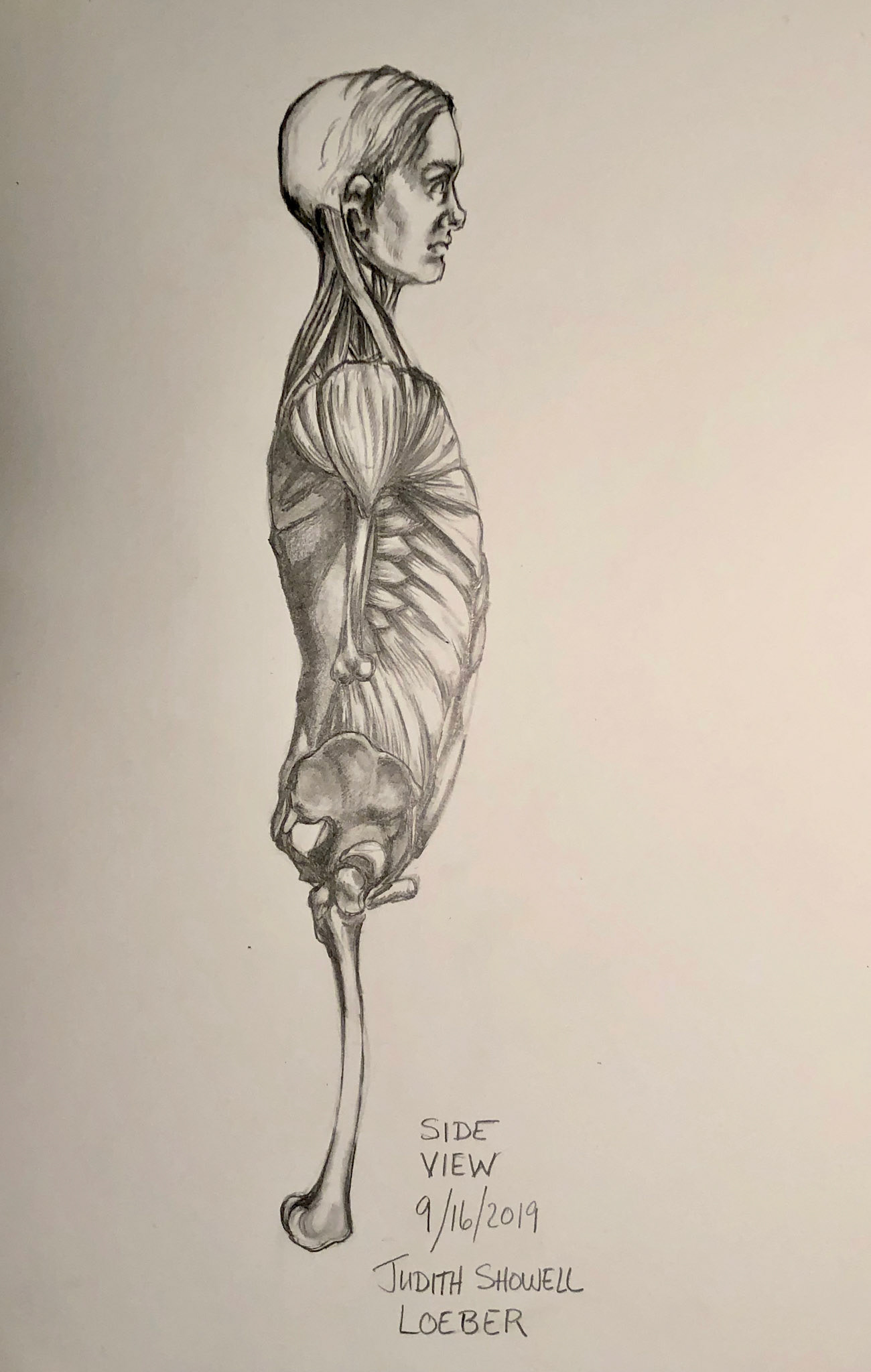Musculature study