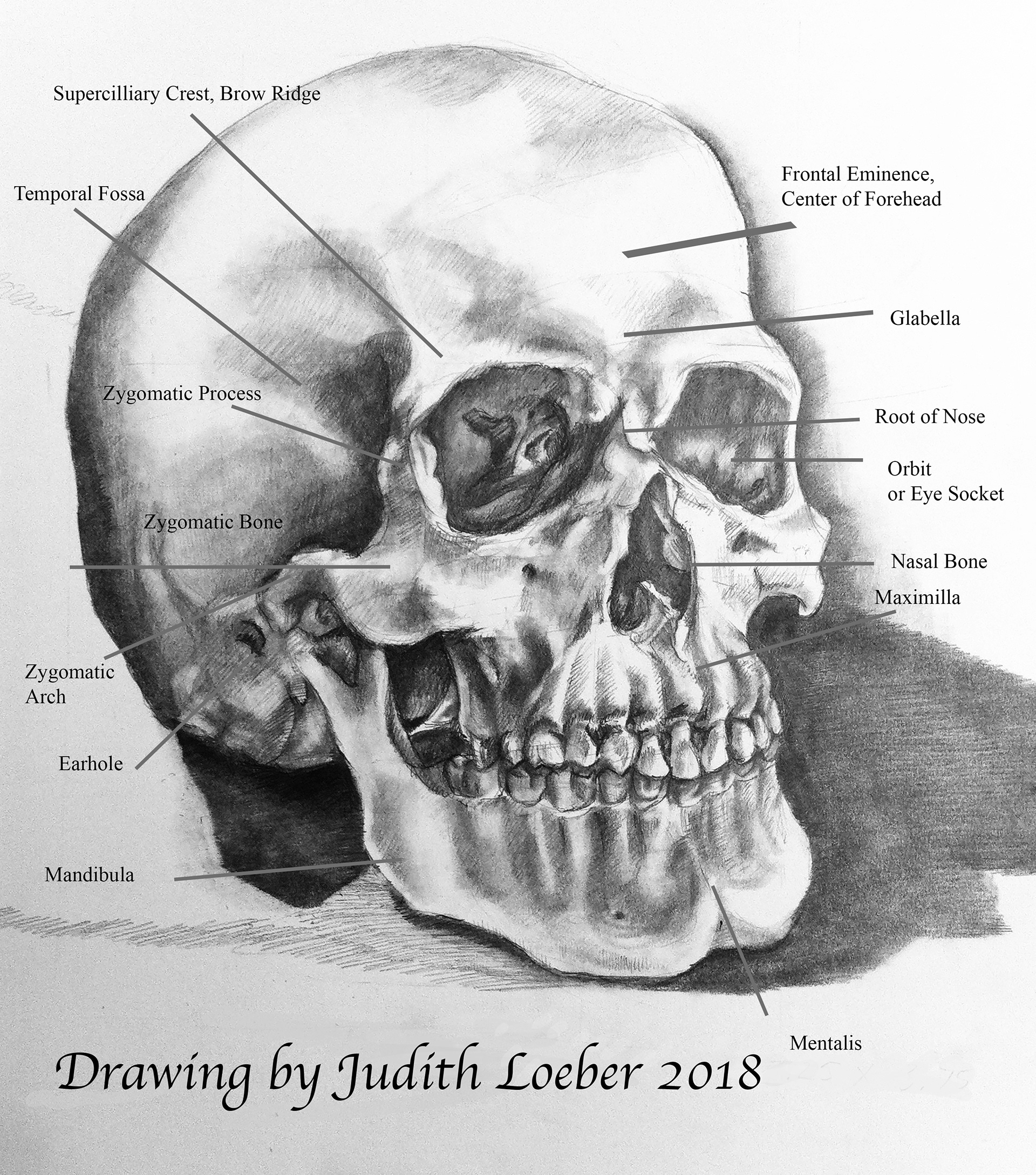 Labelled Skull JSLoeber