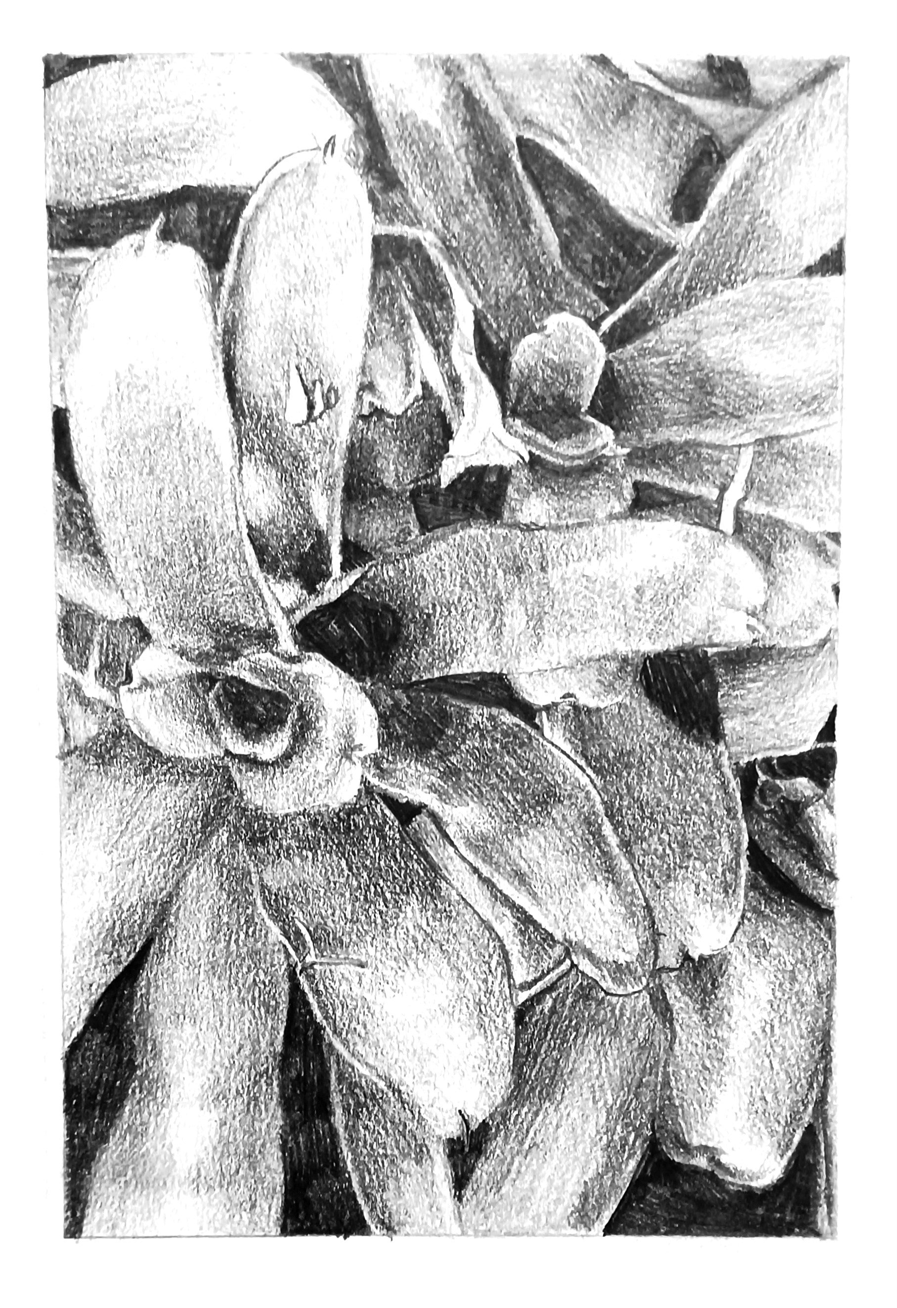 Charcoal (2021)