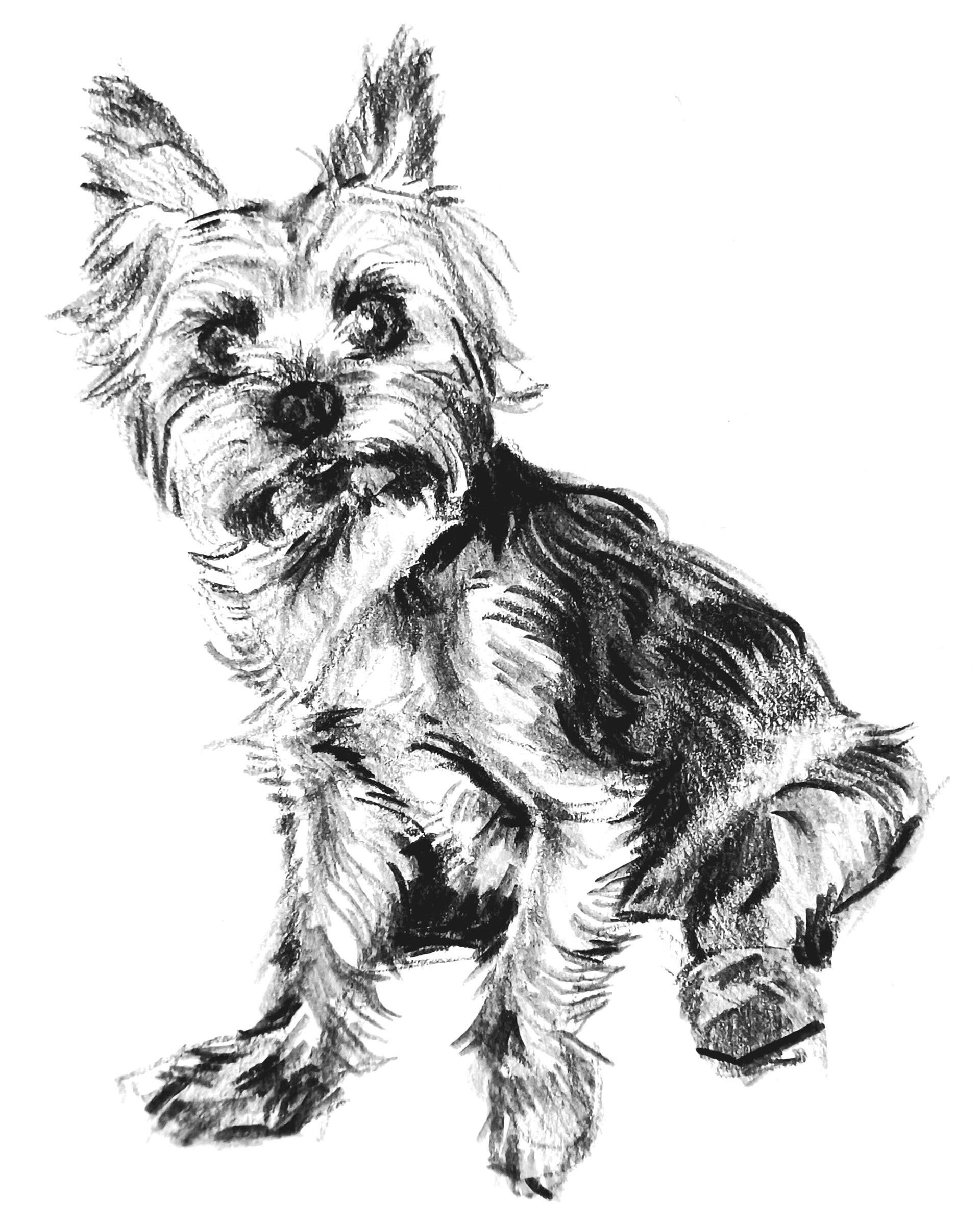 Buster (2023) Charcoal