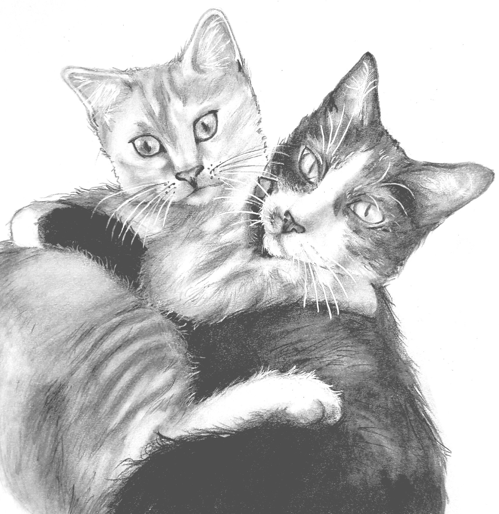 Cats (2022) Graphite