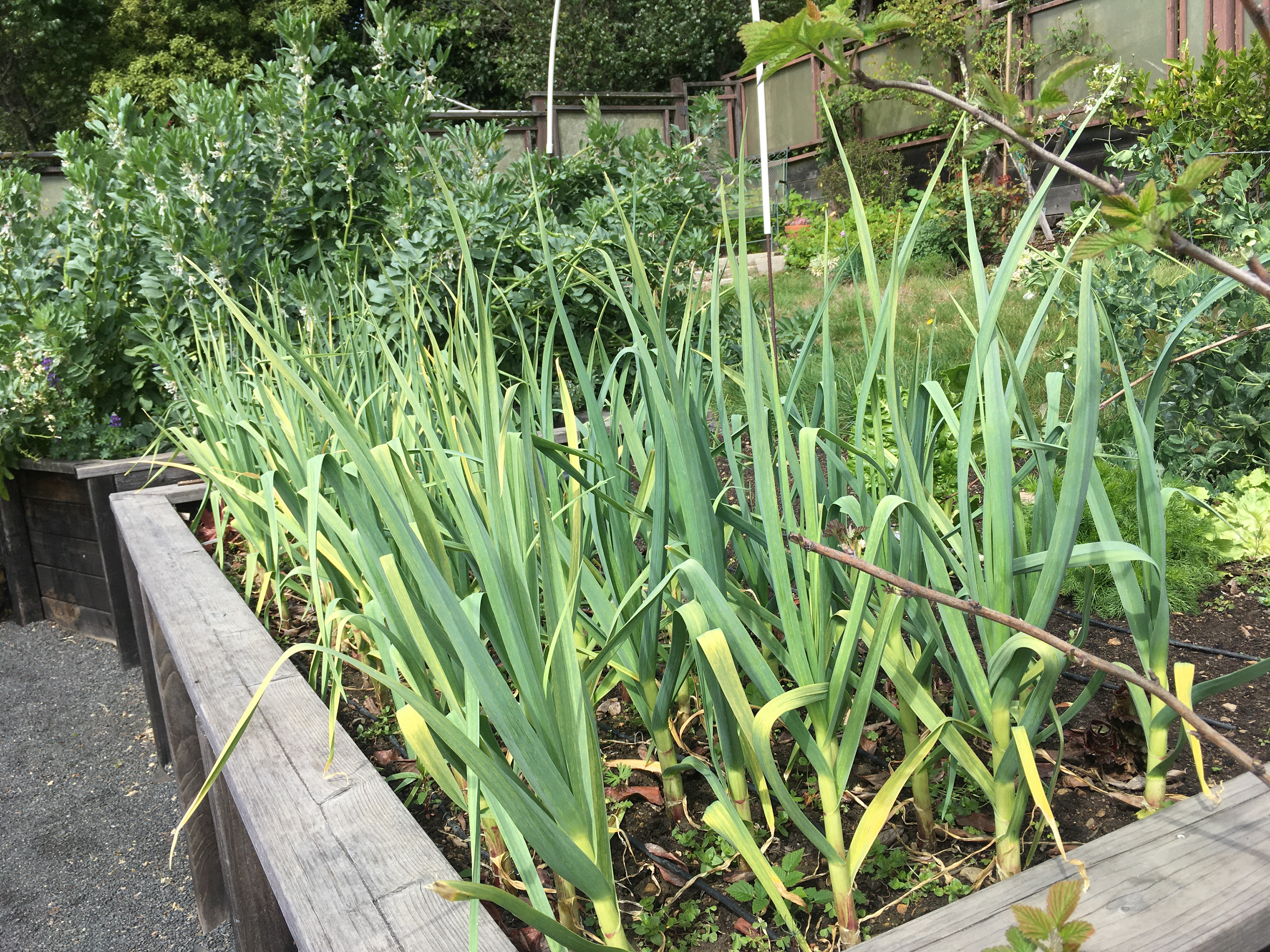 Garlic & Favas ready for harvest
