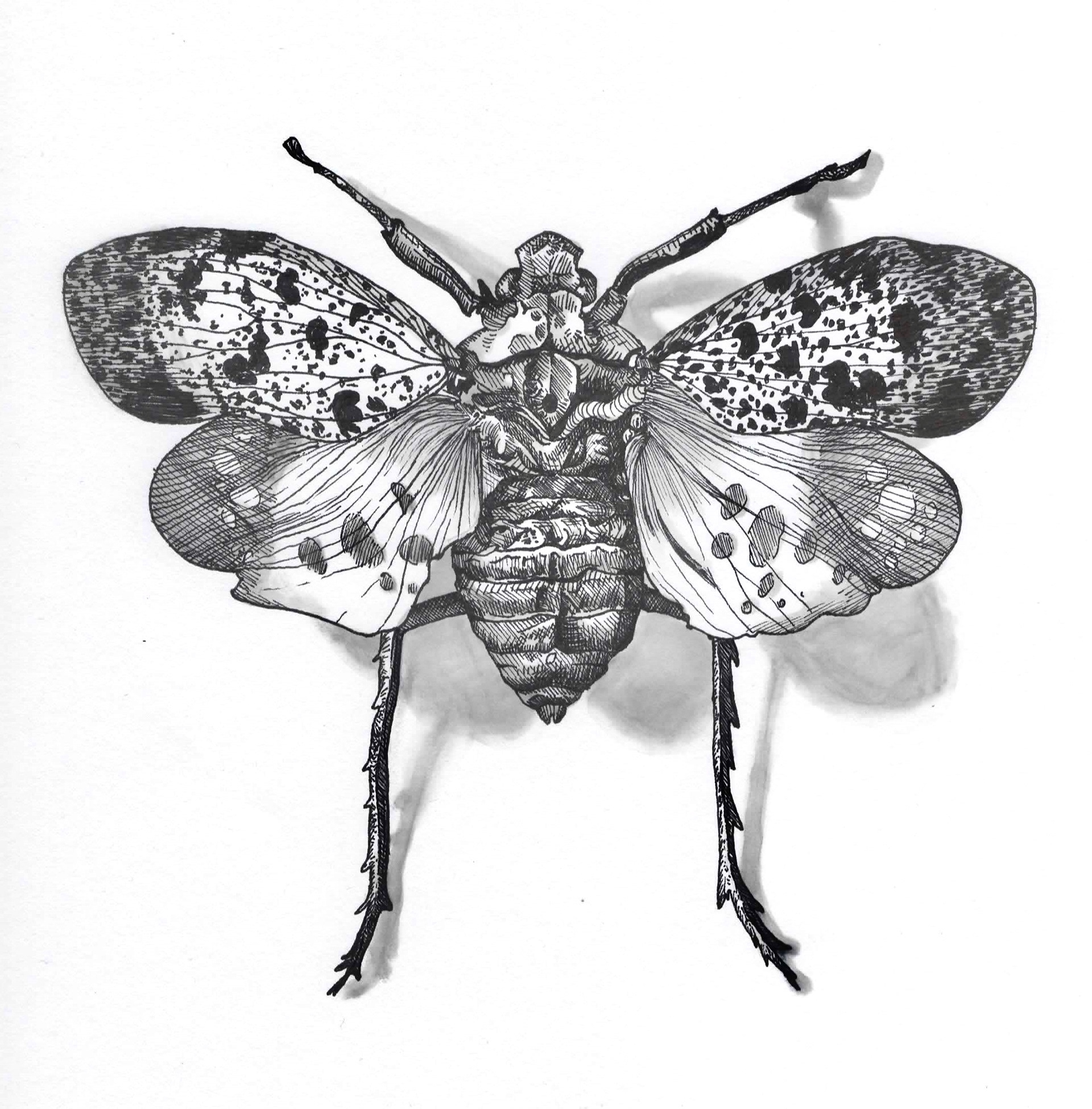 "Insect Study: 1", ink and pen on paper, 8 x 8, 2019