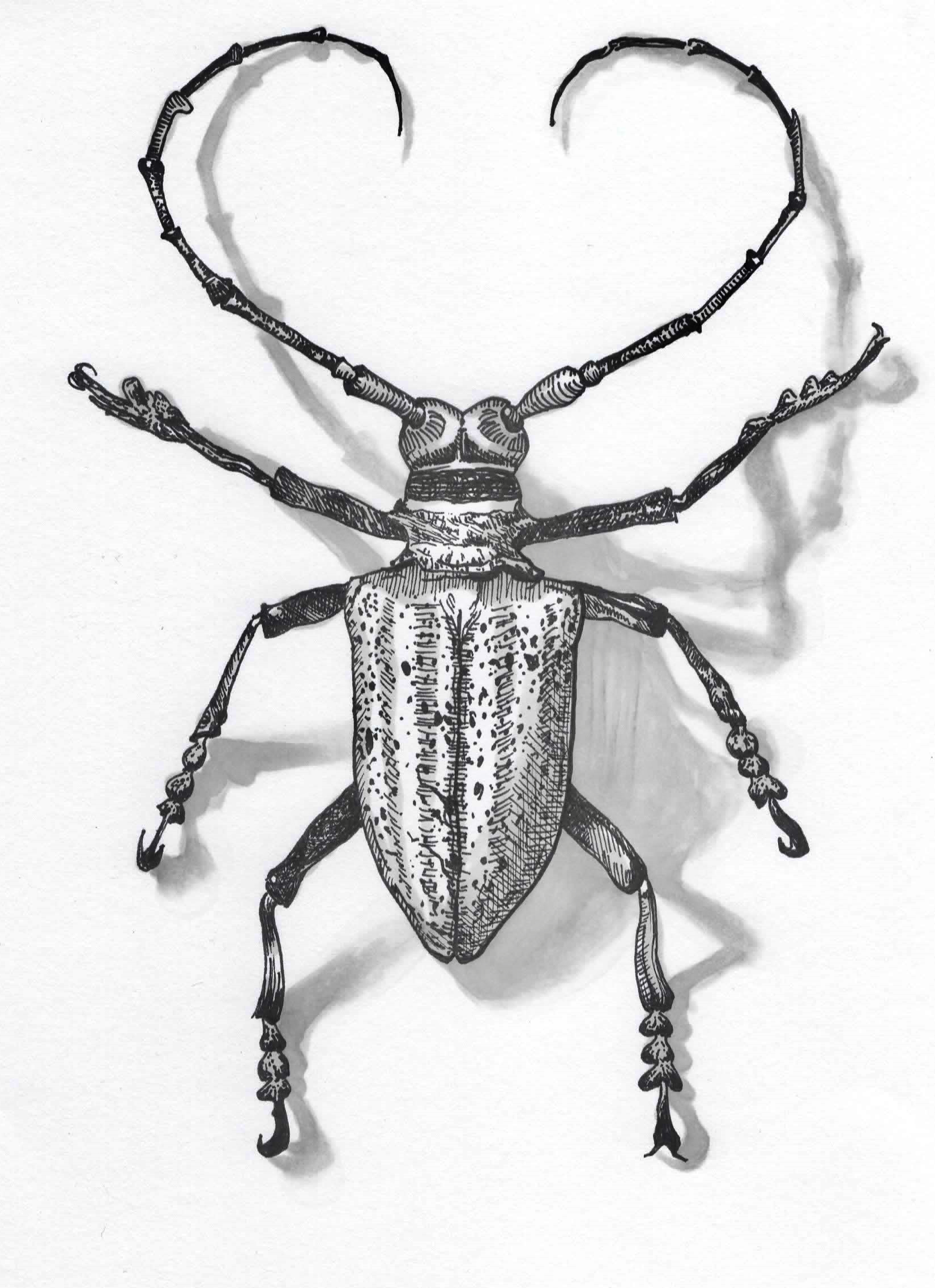 "Insect Study: 2", ink and pen on paper, 8 x 8, 2019