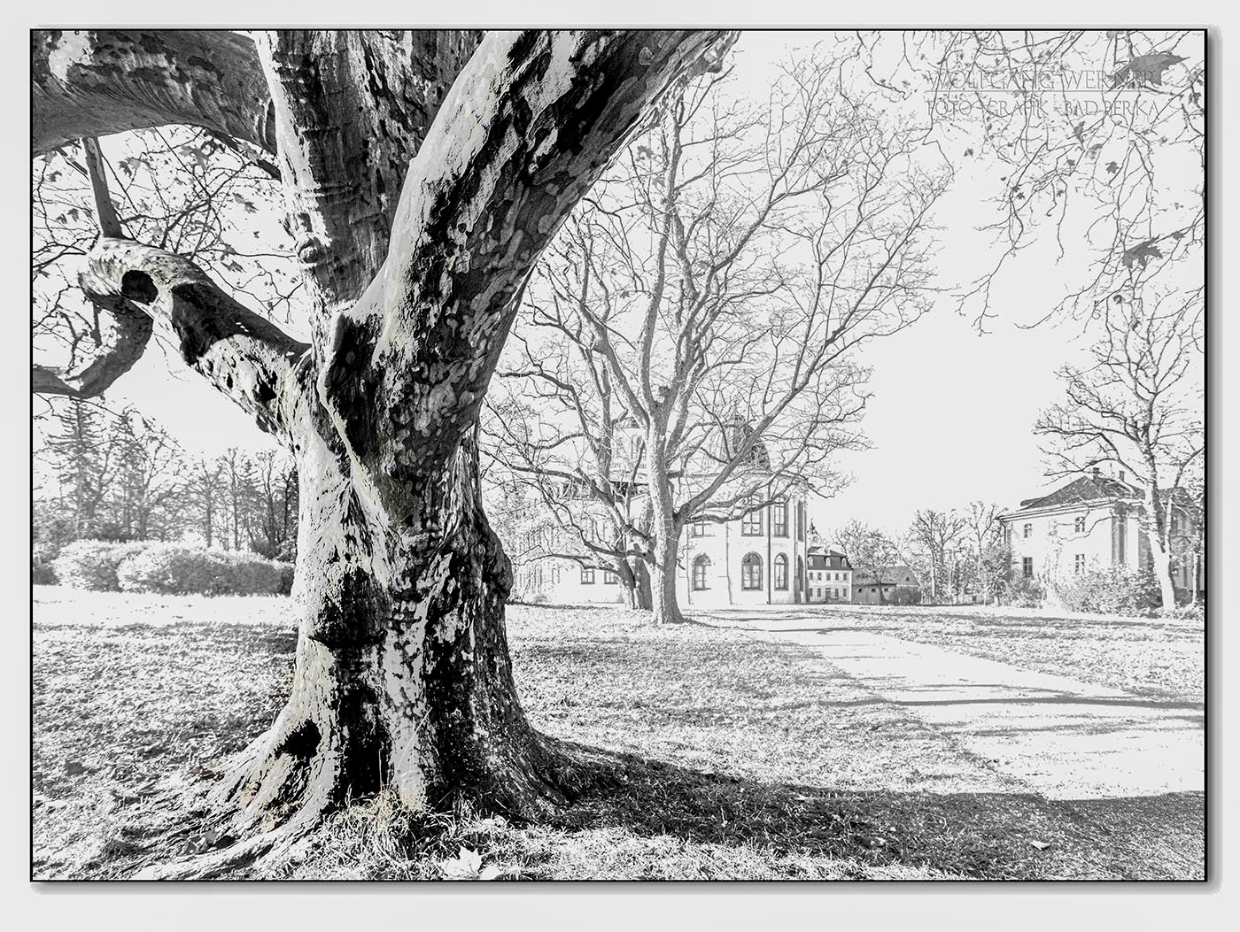 Platane im Park von Belvedere
