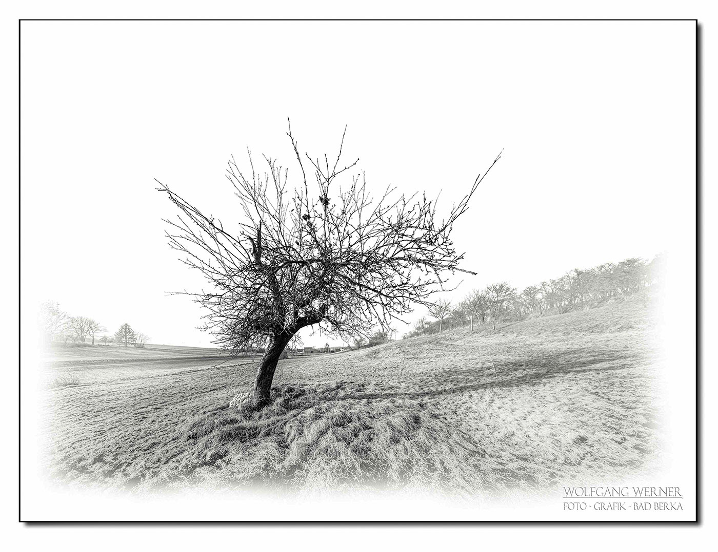 Obstbaum bei Gutendorf