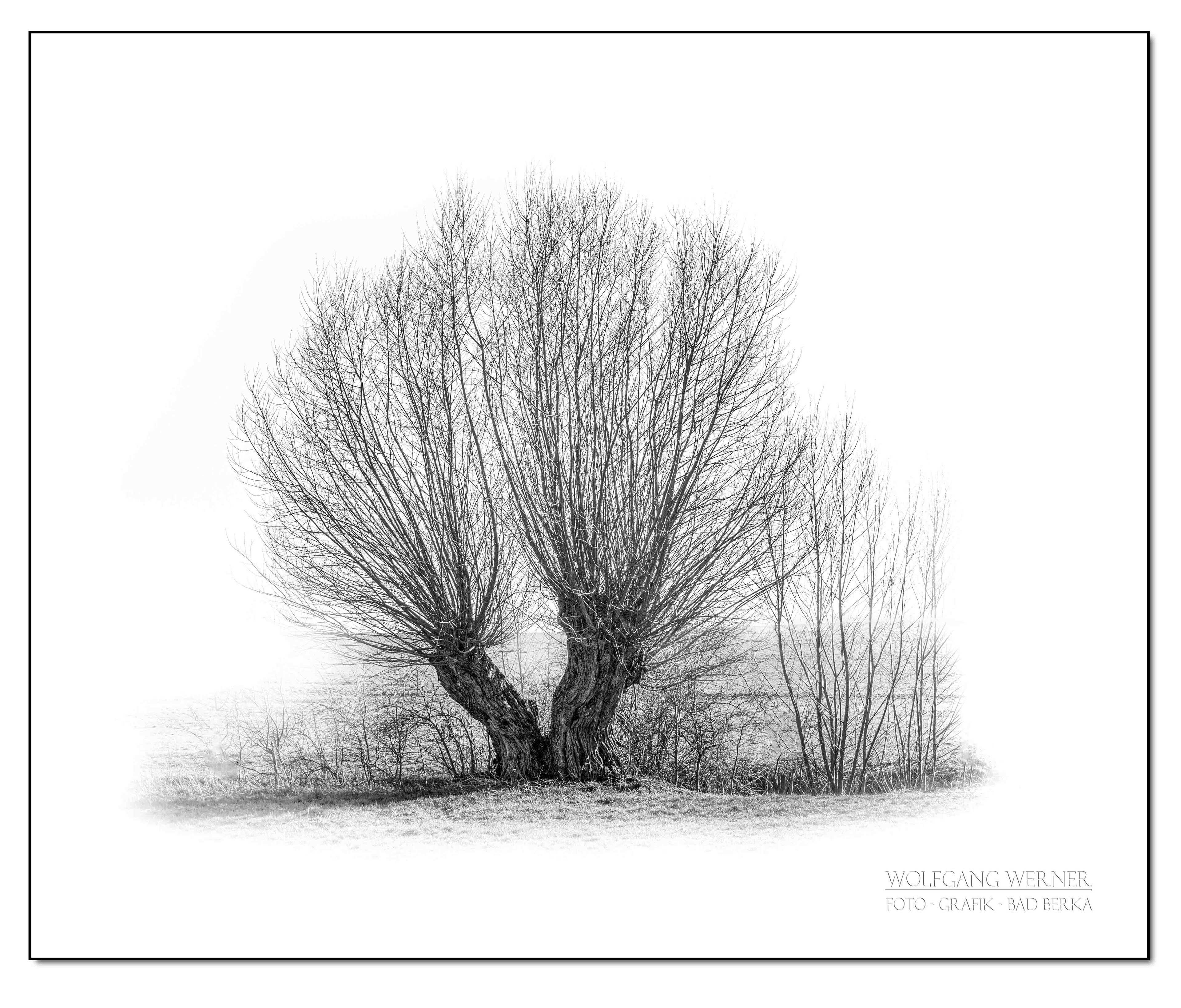 Kopfweiden bei Tiefengruben