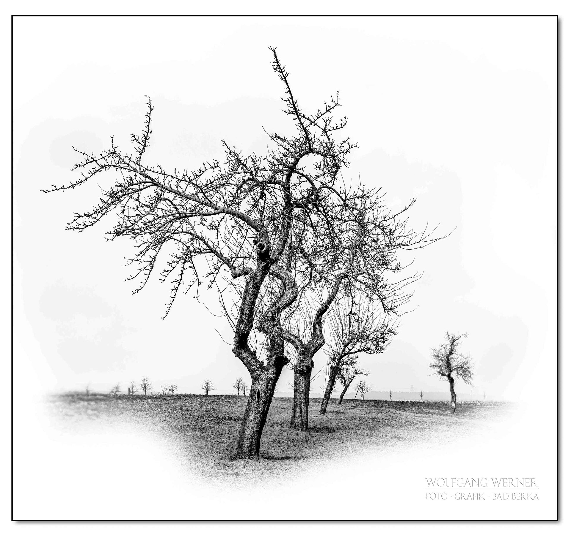 Obstbäume bei Traßdorf