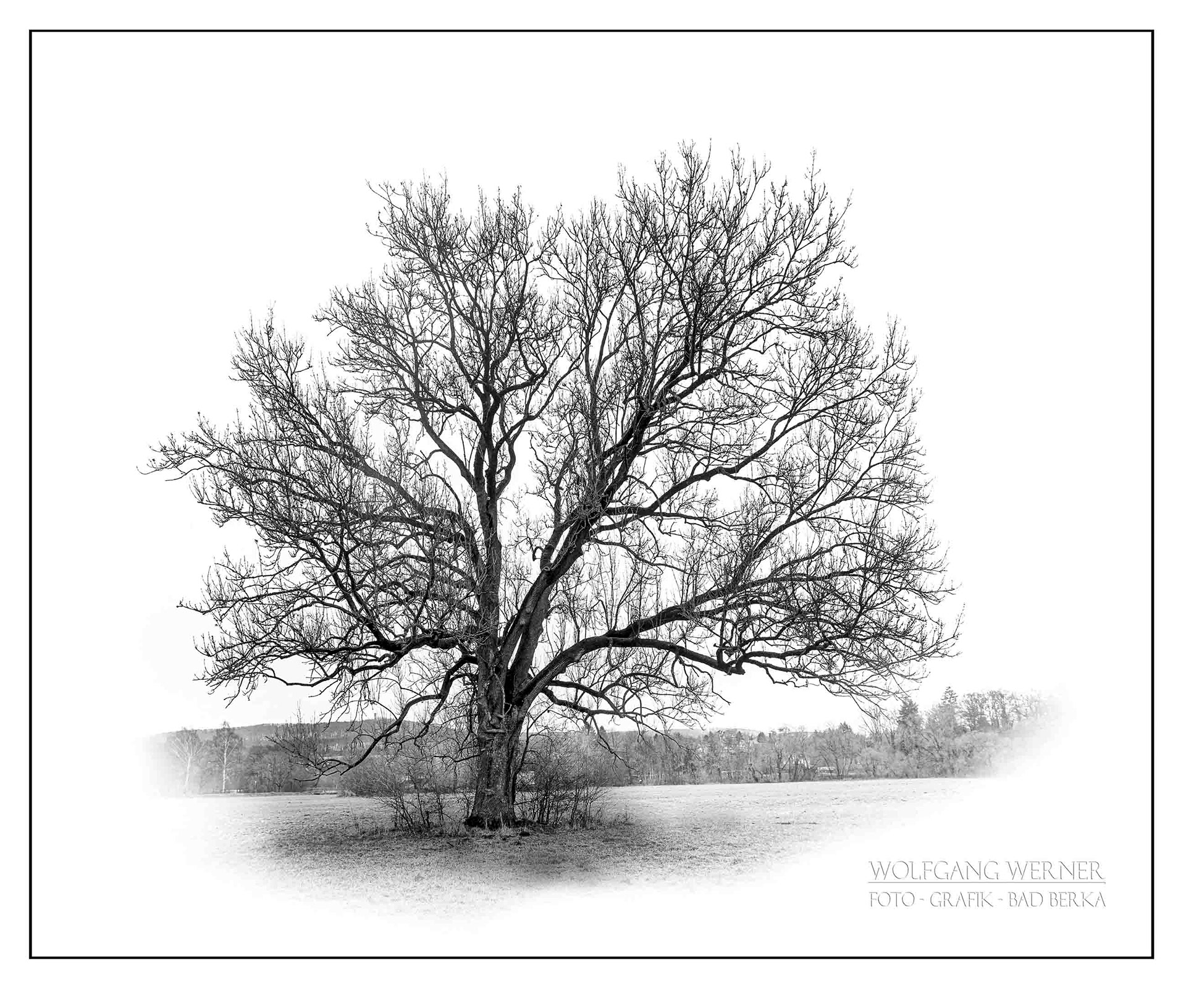 Baum auf der Ilmwiese in Bad Berka I