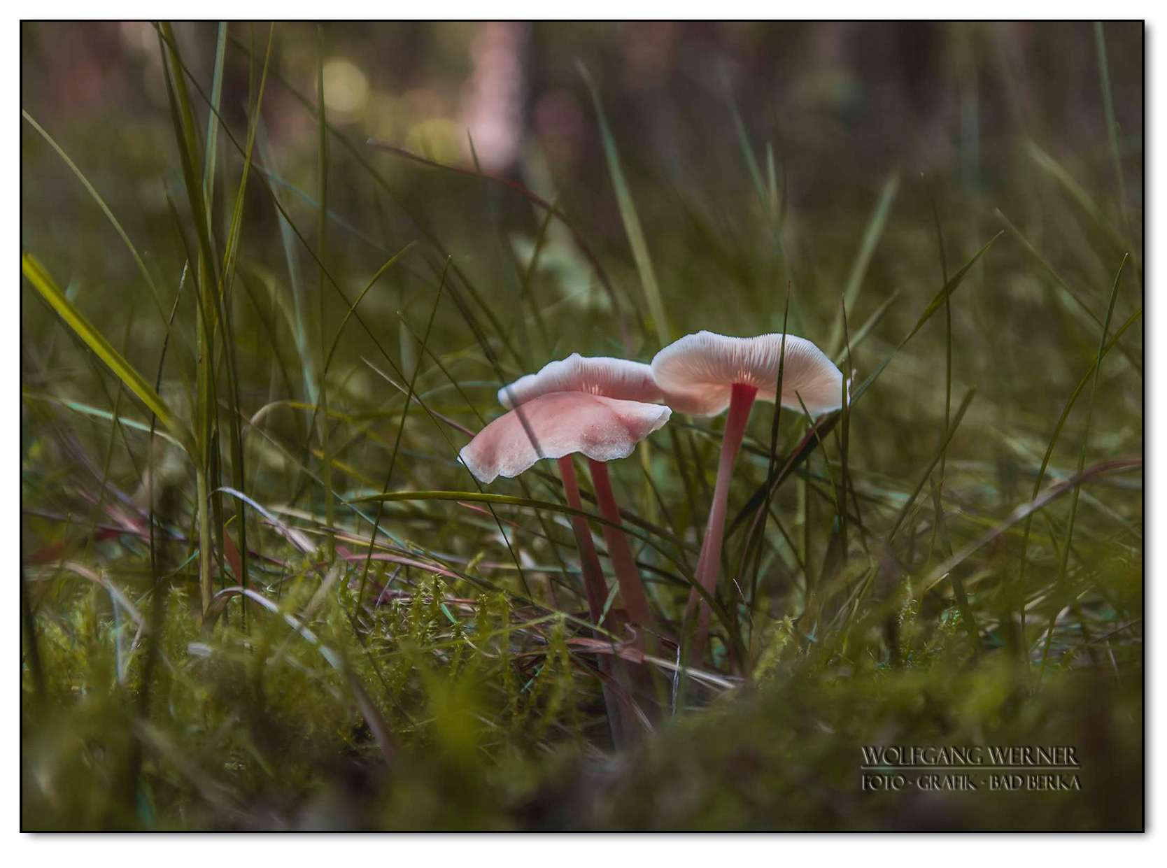 Pilze im Gras